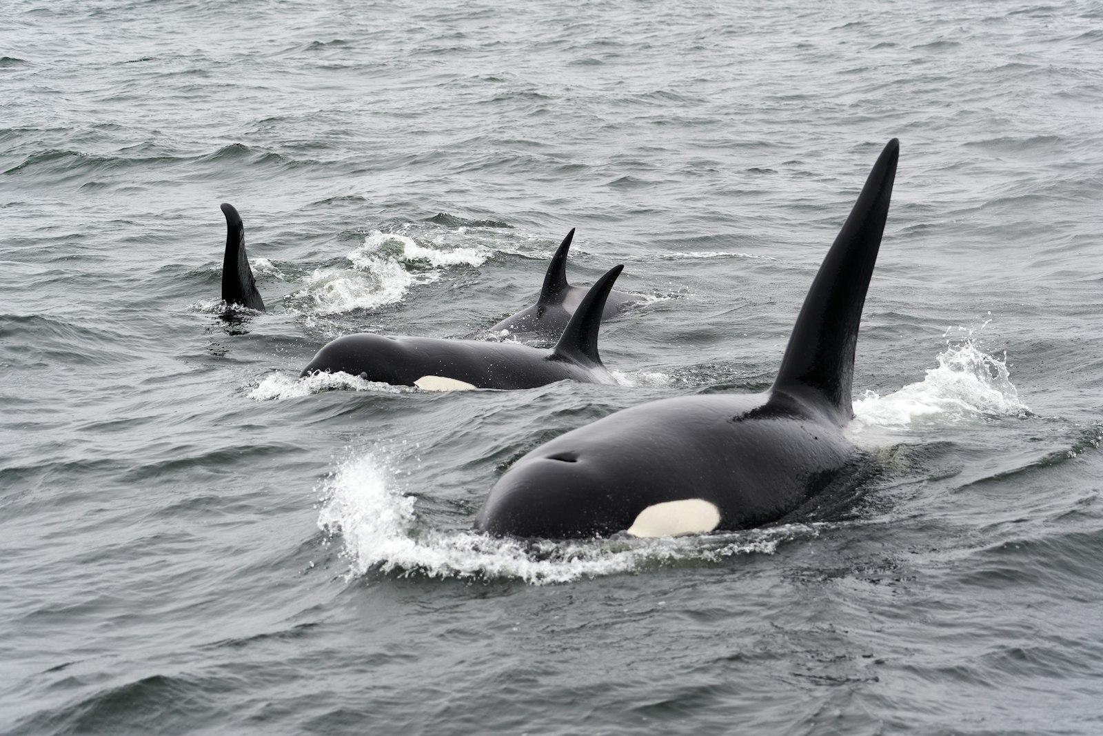 Four Orca Whales From The CA51 Pod, Two Males On T jigsaw puzzle preview