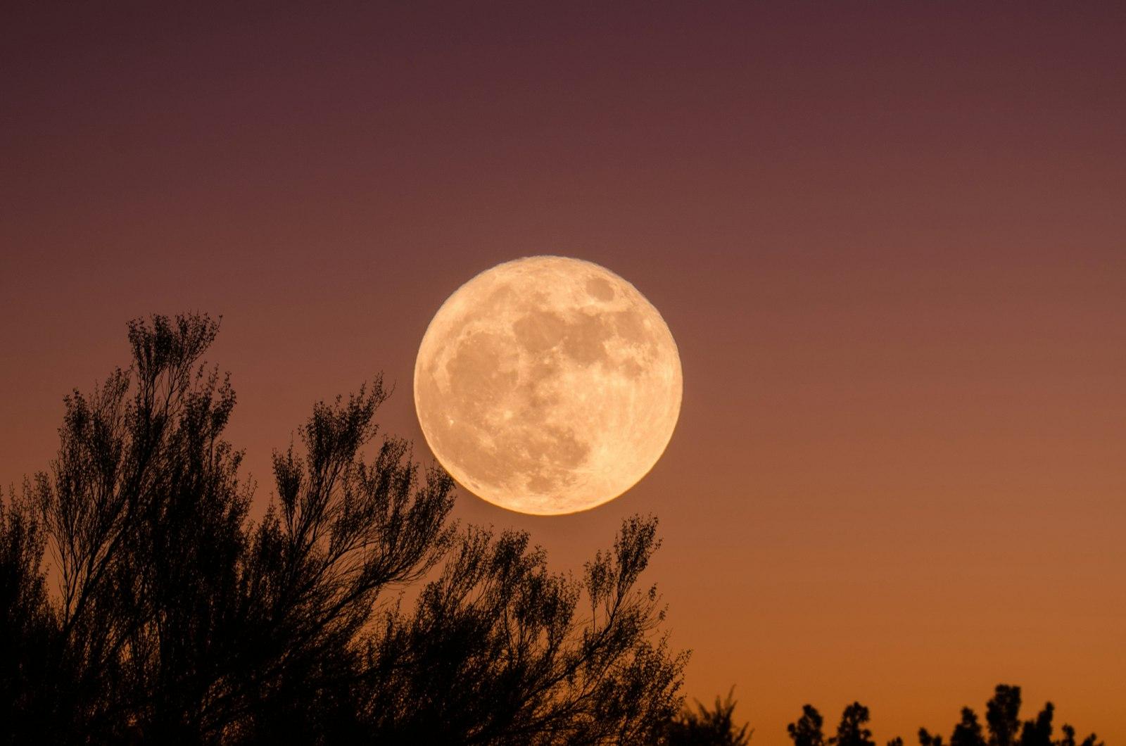 Full Moon And Branches jigsaw puzzle preview