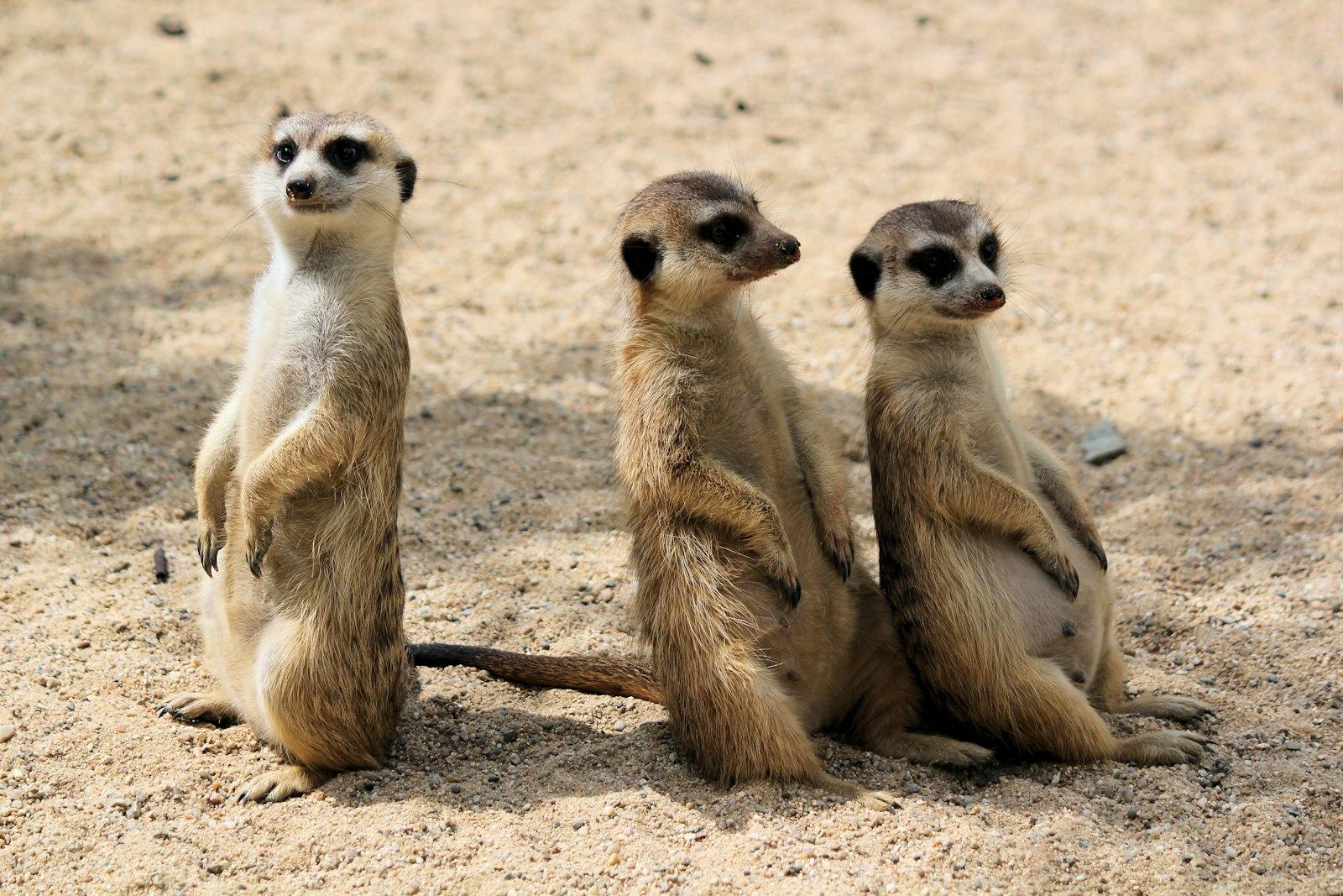 Funny Meerkats jigsaw puzzle preview