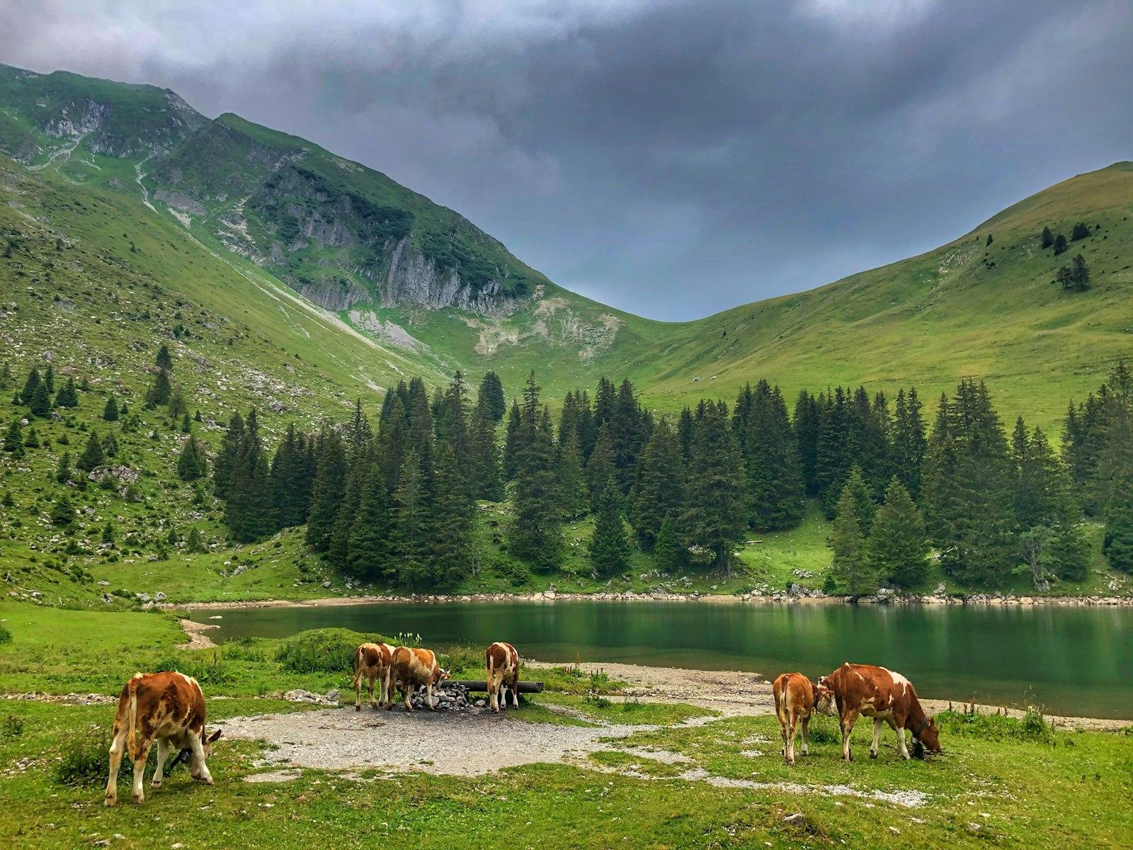 Gantrischseeli jigsaw puzzle preview