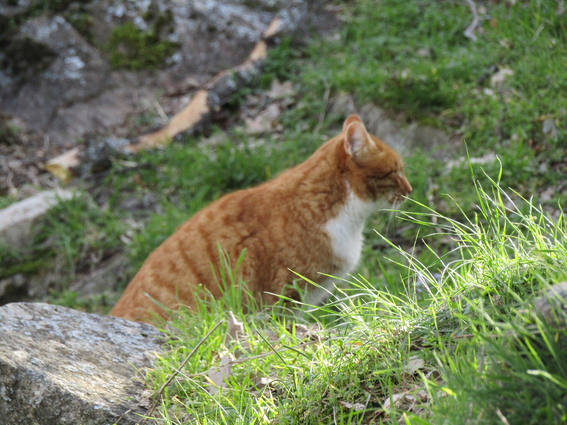 Ginger Cat jigsaw puzzle preview