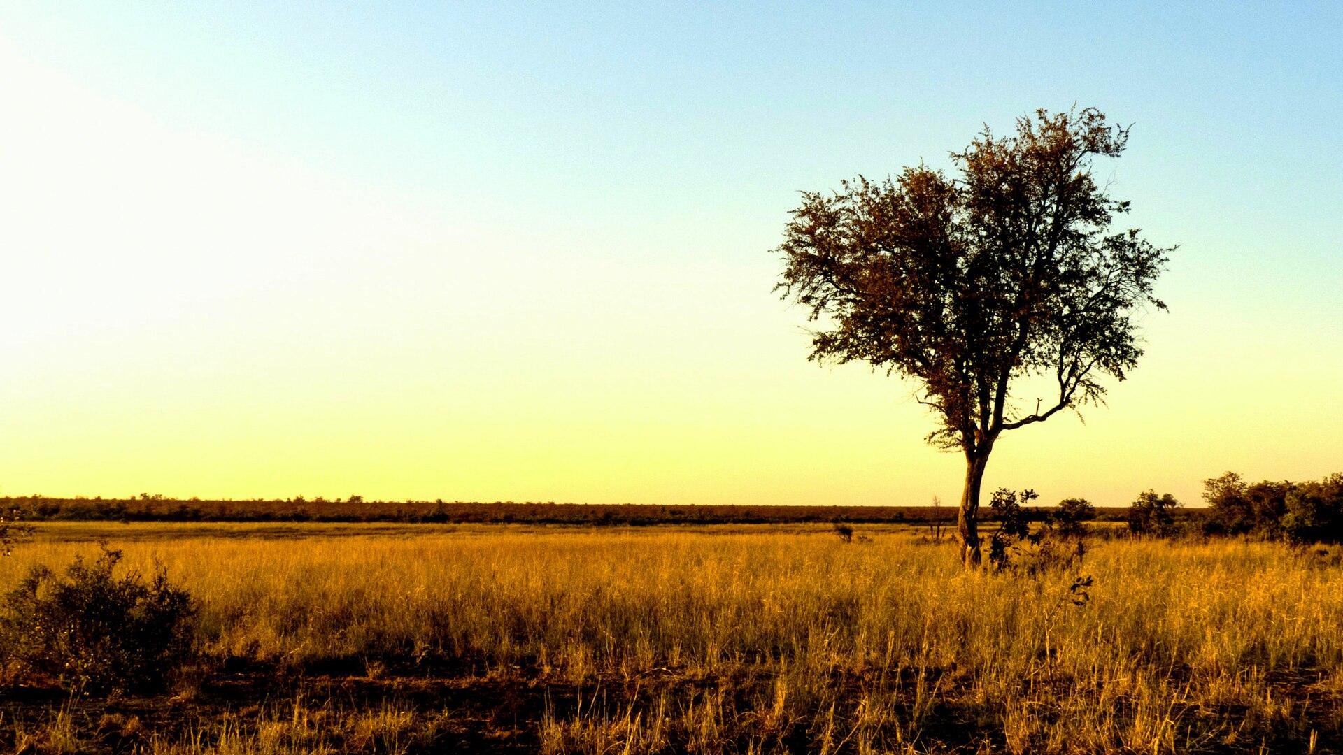 Giraffes on the Savanna jigsaw puzzle preview