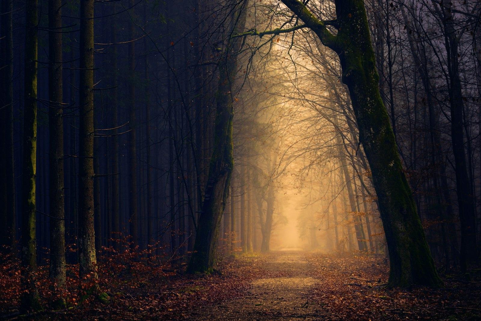 Golden Forest Pathway jigsaw puzzle preview