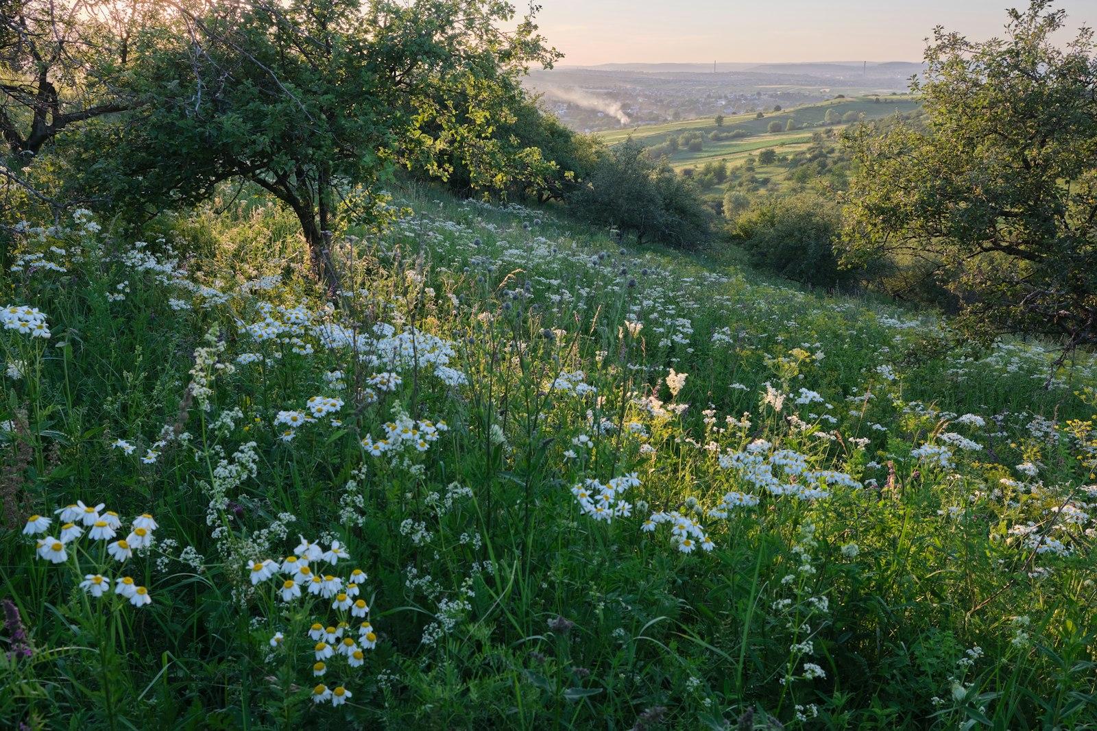 Golden Hour Over Meadow jigsaw puzzle preview