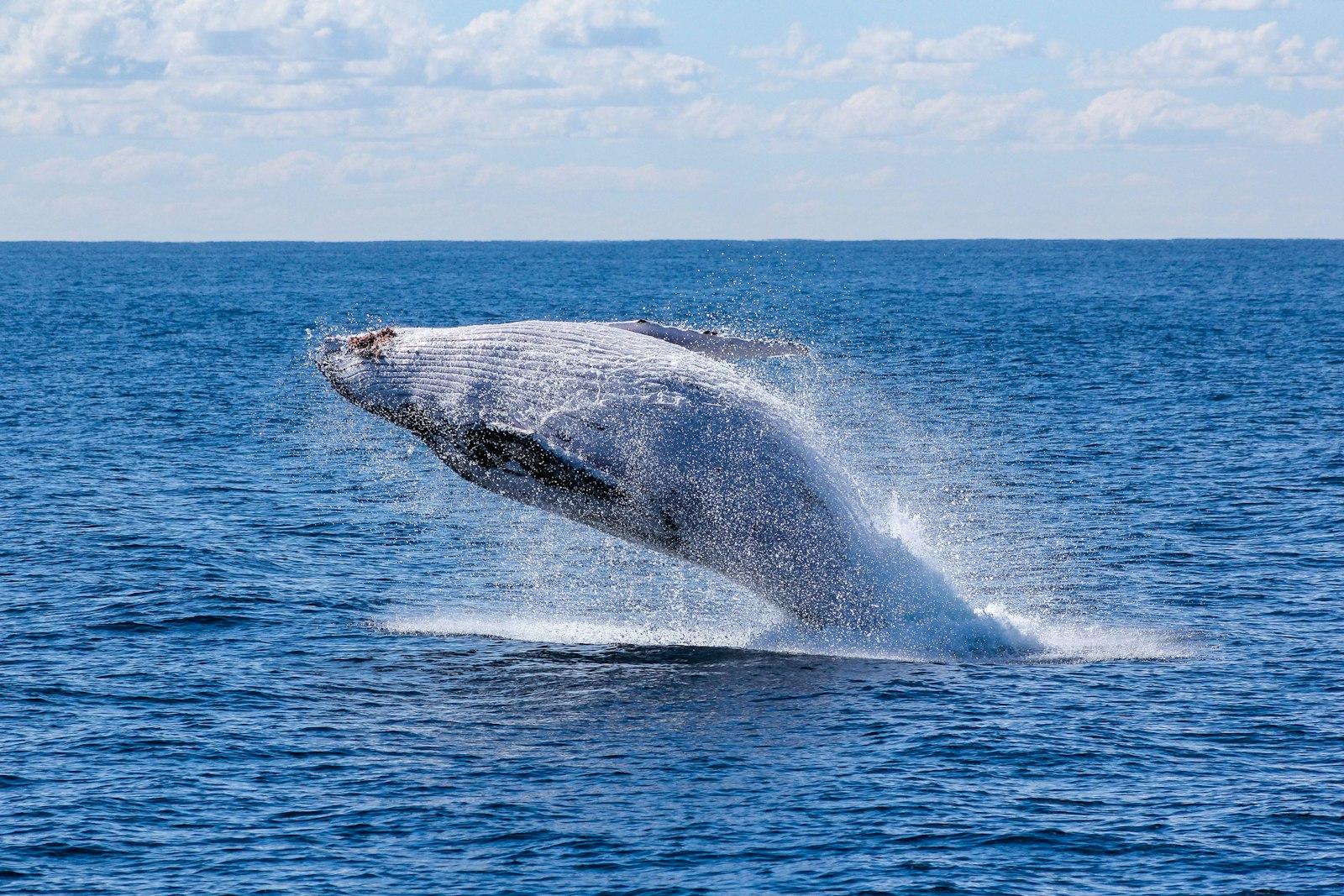 Gray Whale Jumping On Sea At Daytime jigsaw puzzle preview