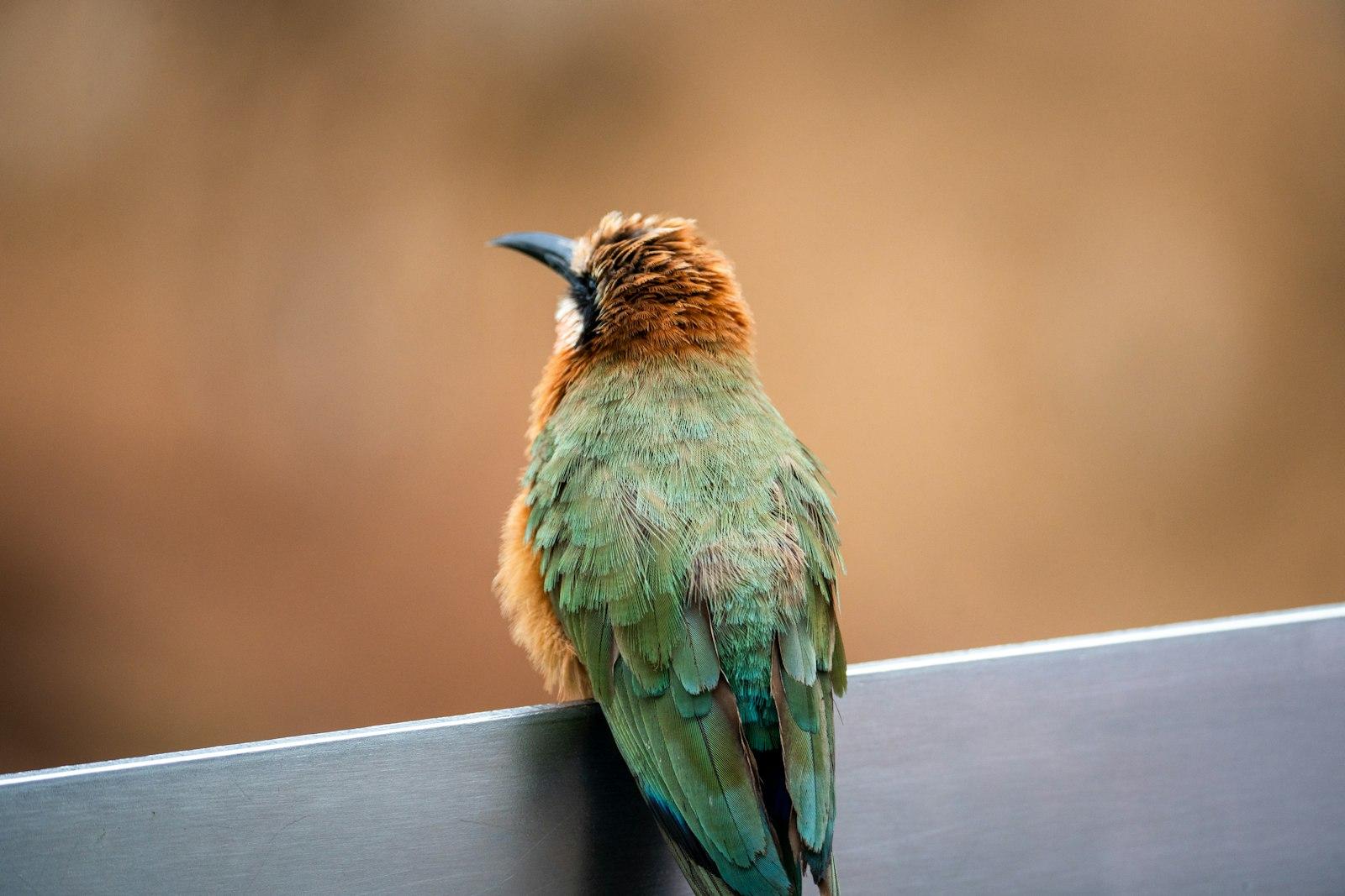 Green And Brown Bird jigsaw puzzle preview