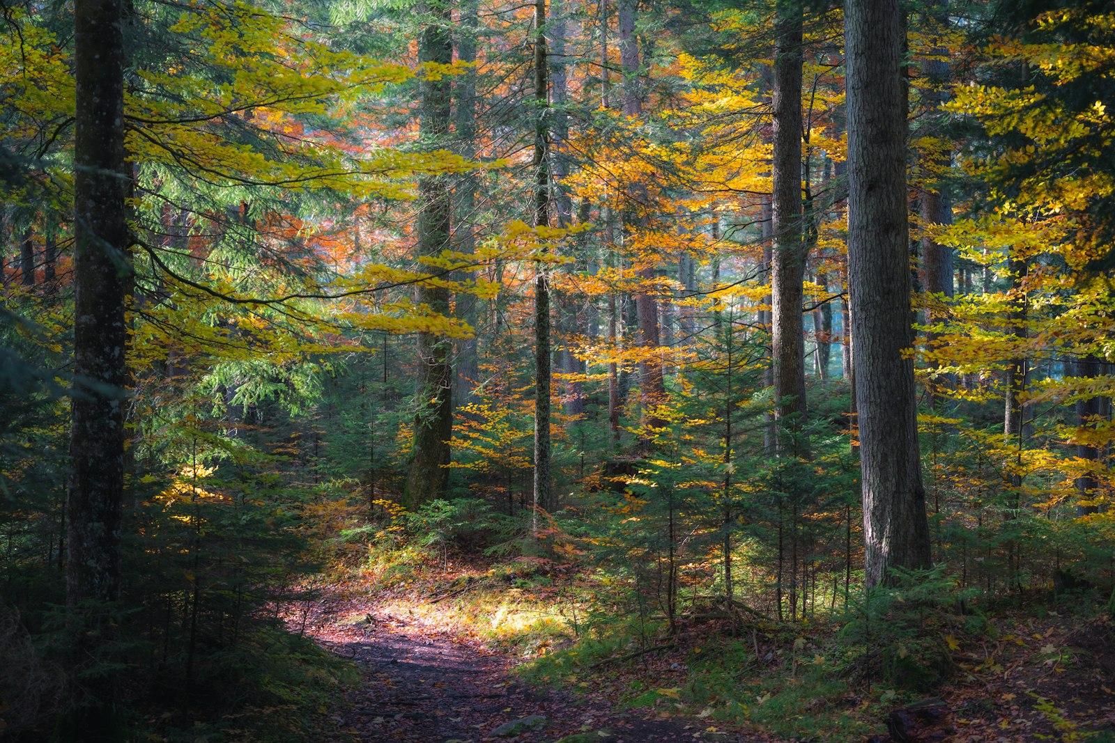 Green And Brown Trees During Daytime jigsaw puzzle preview