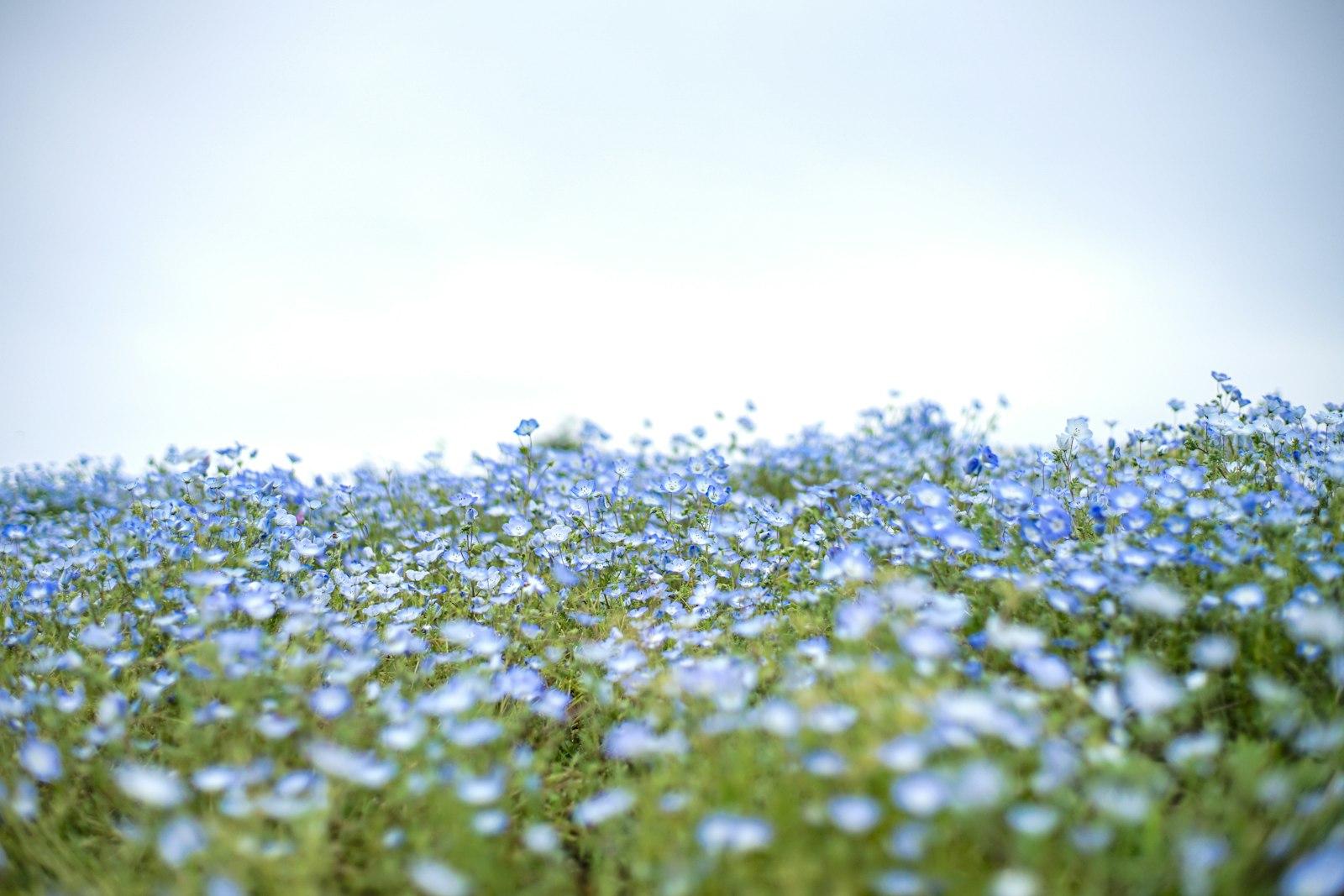 Green And White Flower Field jigsaw puzzle preview