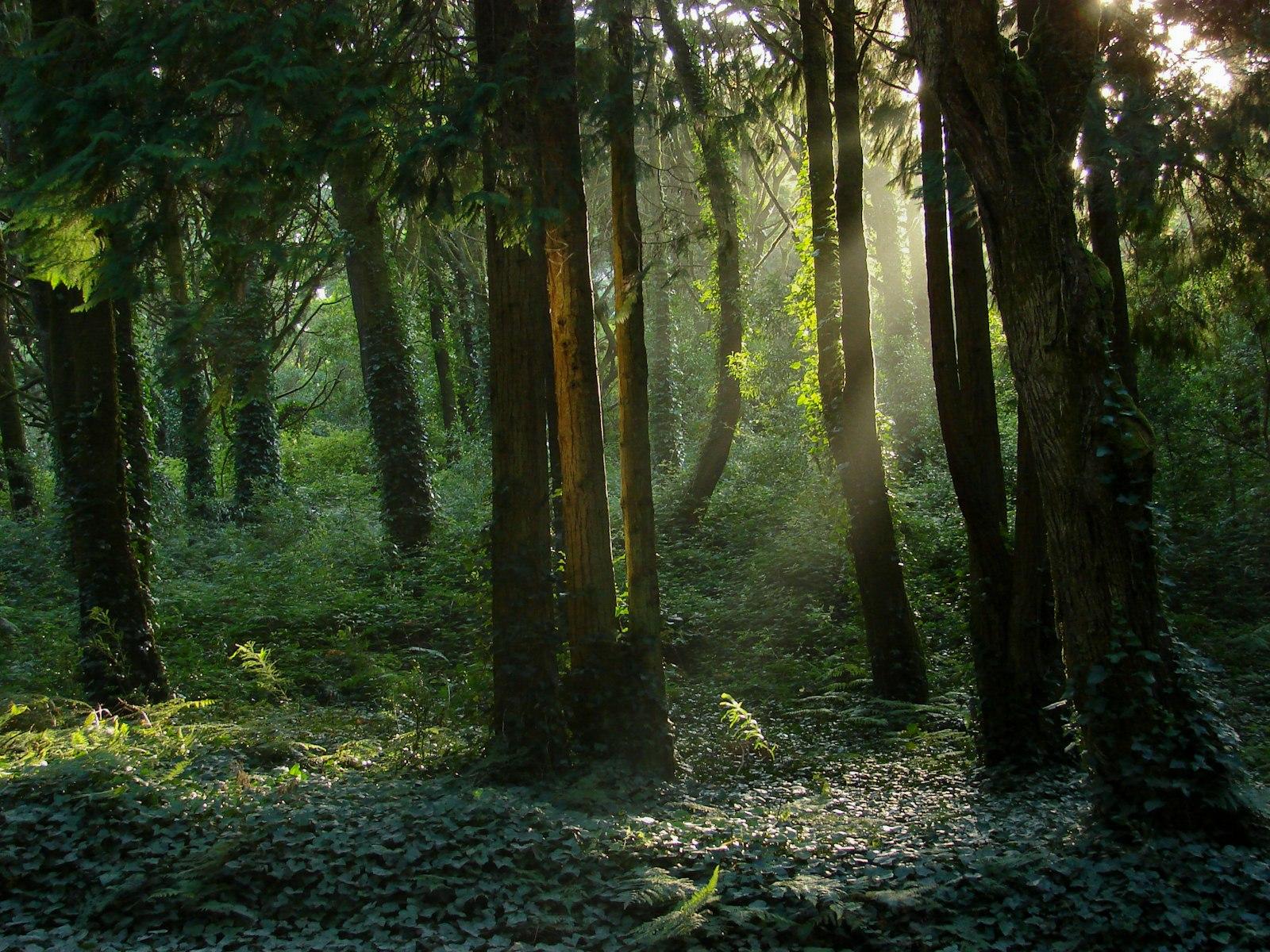 Green Forest jigsaw puzzle preview