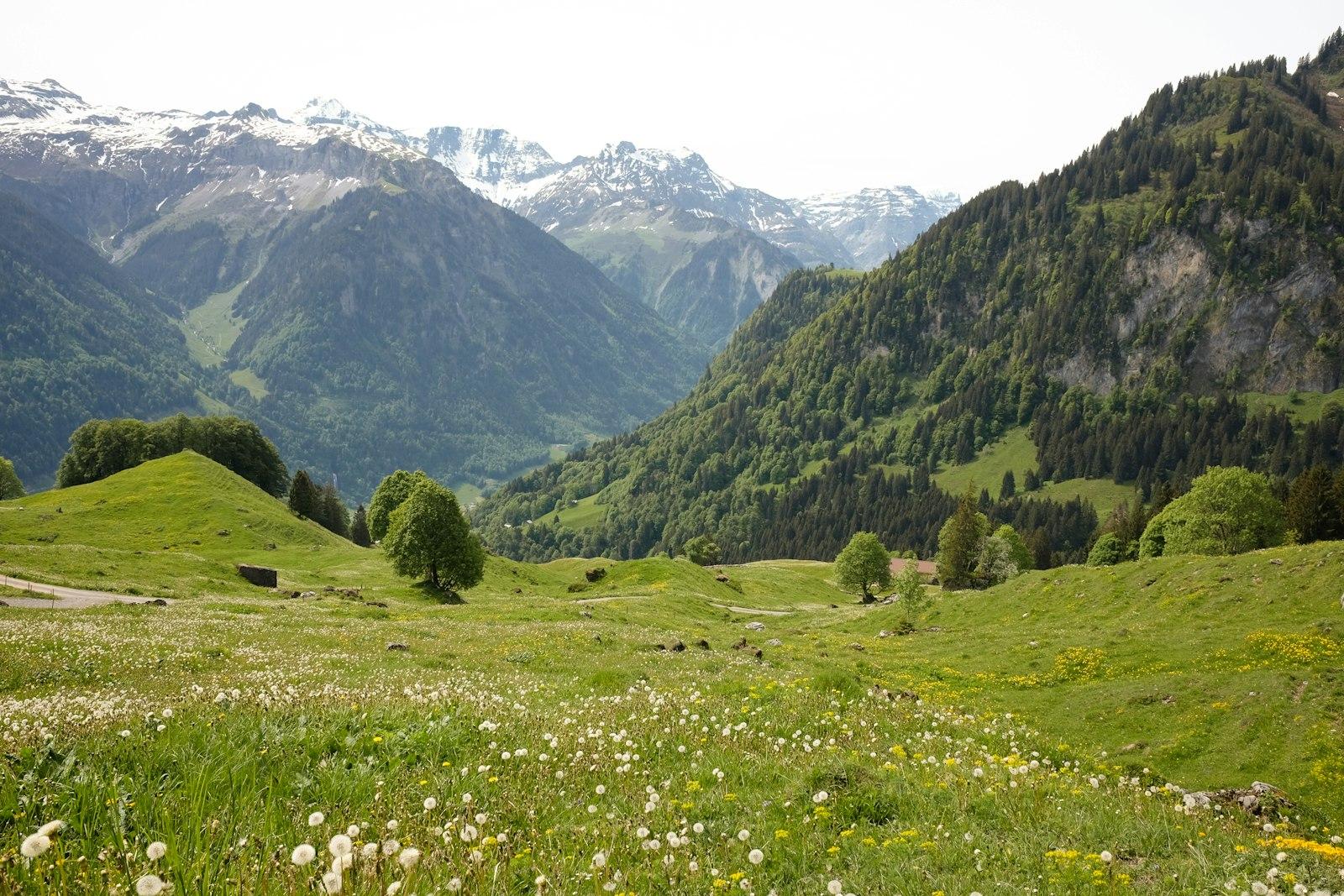 Green Grass Field Near Green Mountains jigsaw puzzle preview