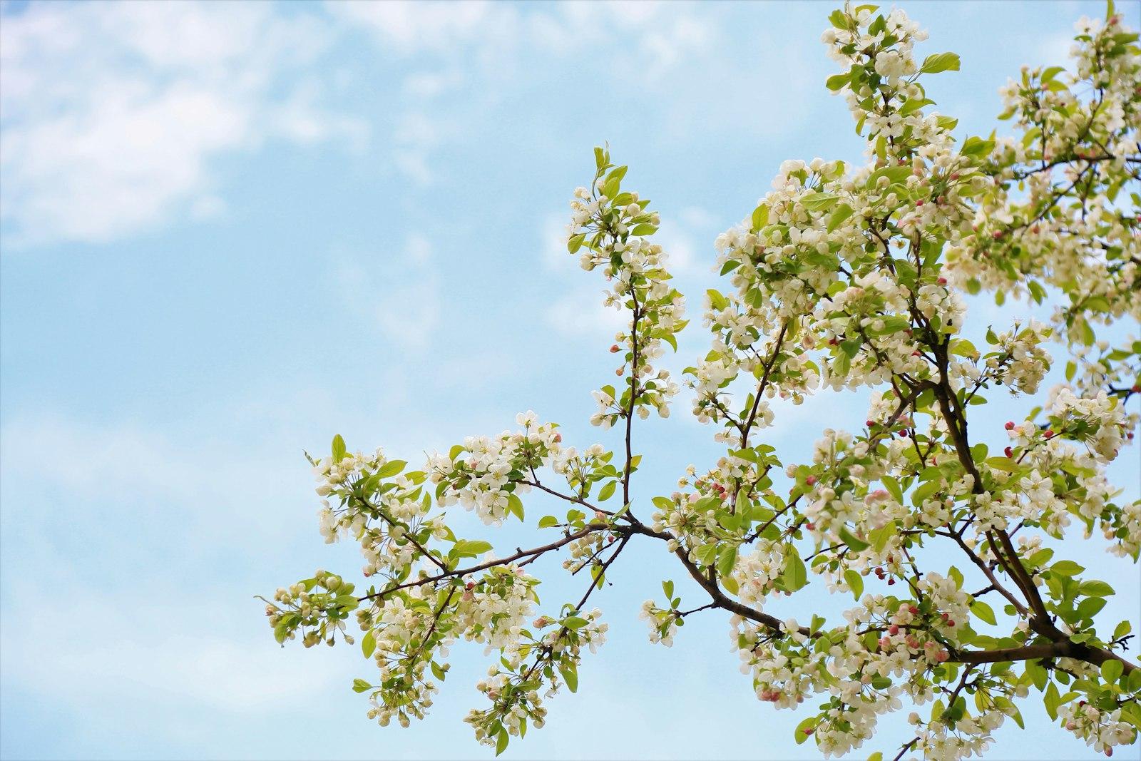 Green Leaf Tree Under Blue Sky During Daytime jigsaw puzzle preview