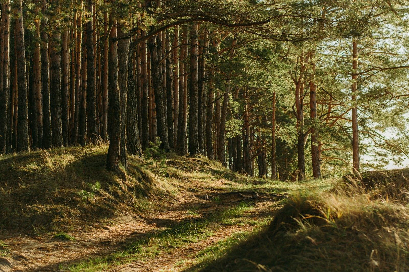 Green Leafed Trees jigsaw puzzle preview