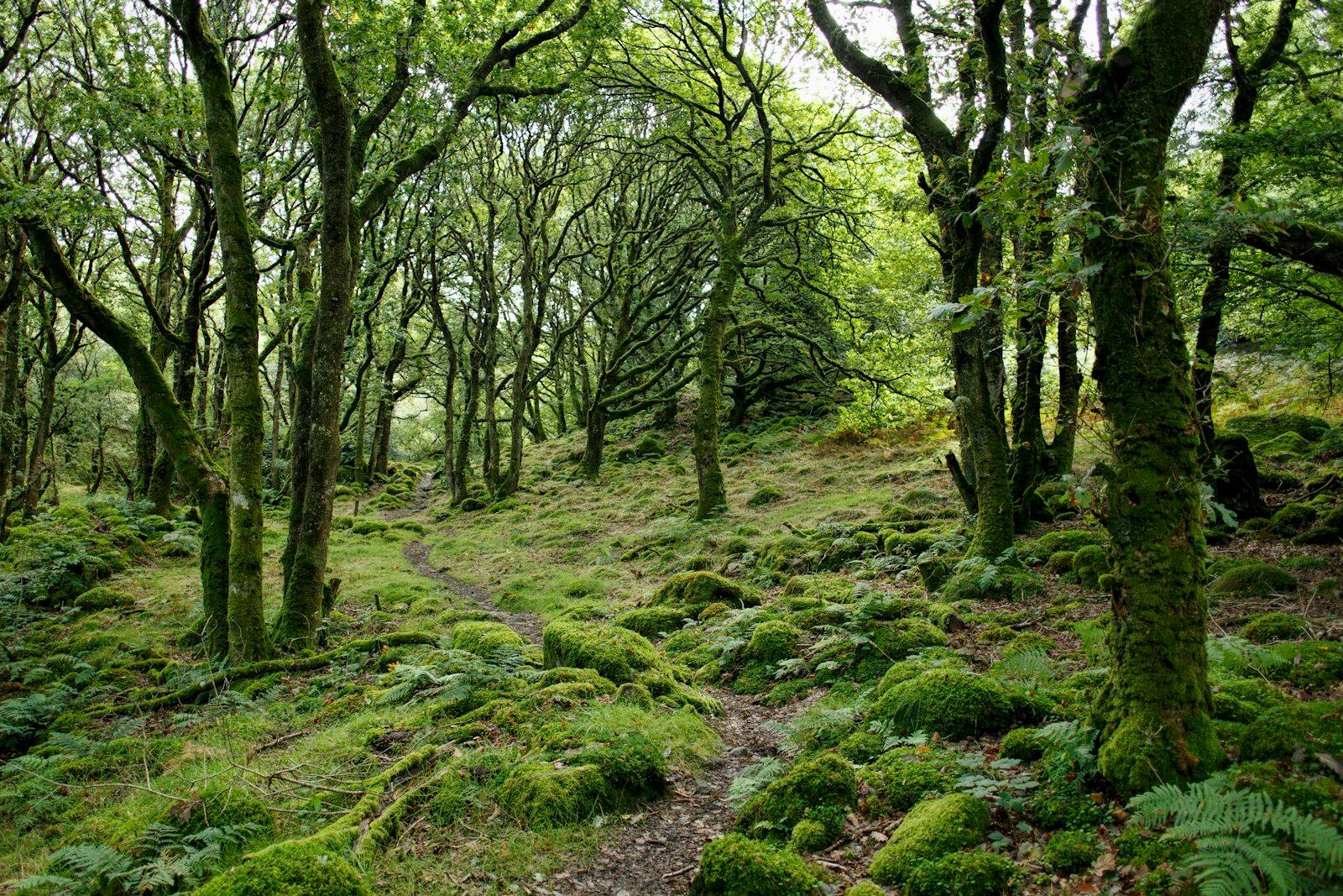 Green Leafed Trees During Daytime jigsaw puzzle preview