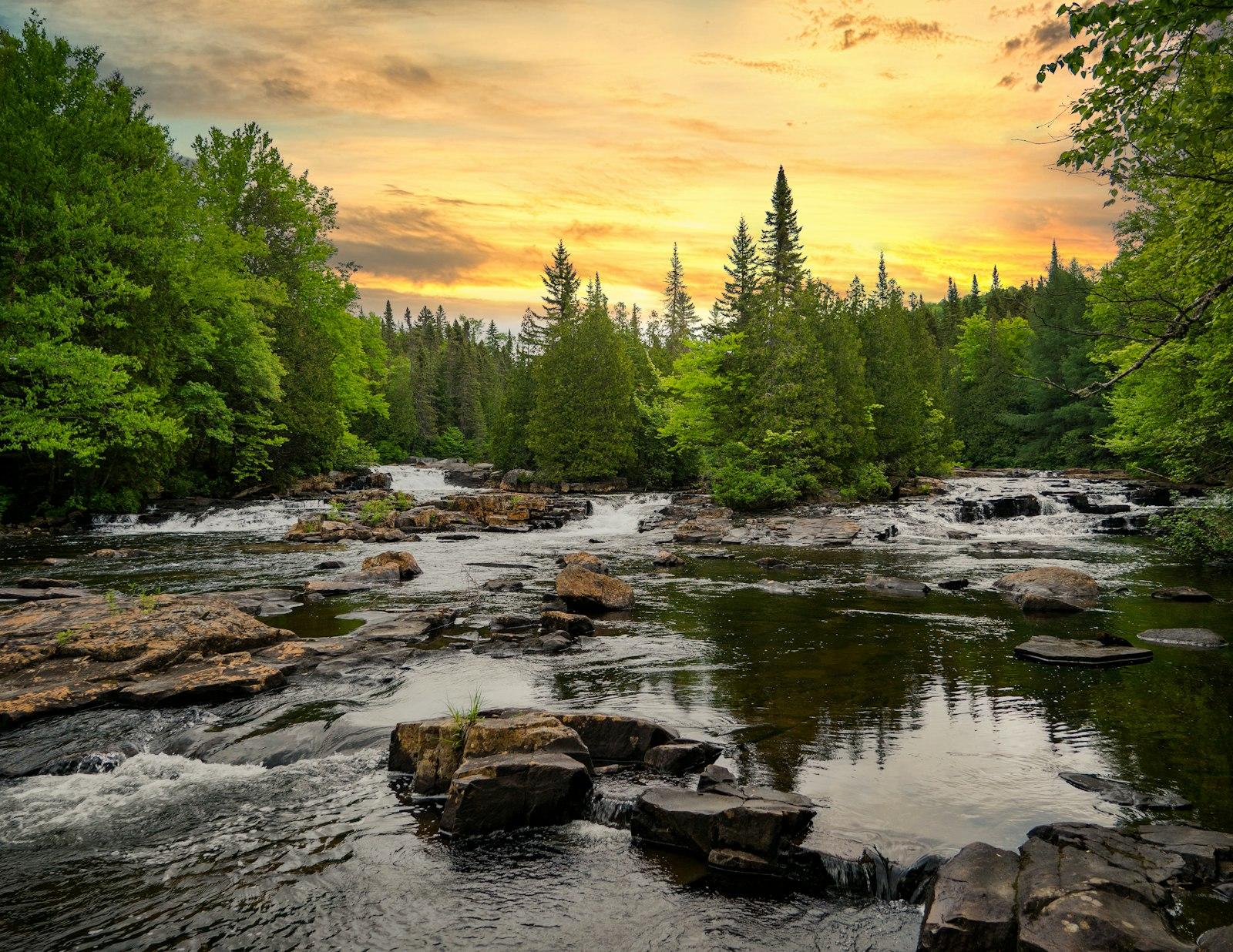 Green Pine Trees Beside River During Daytime jigsaw puzzle preview