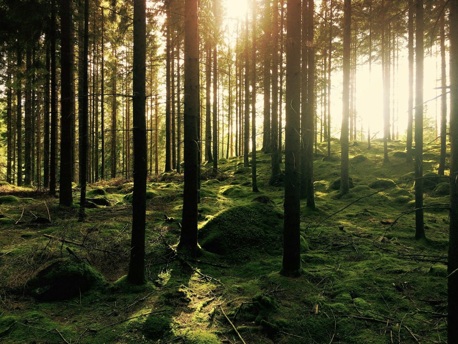 Green Pine Trees jigsaw puzzle preview