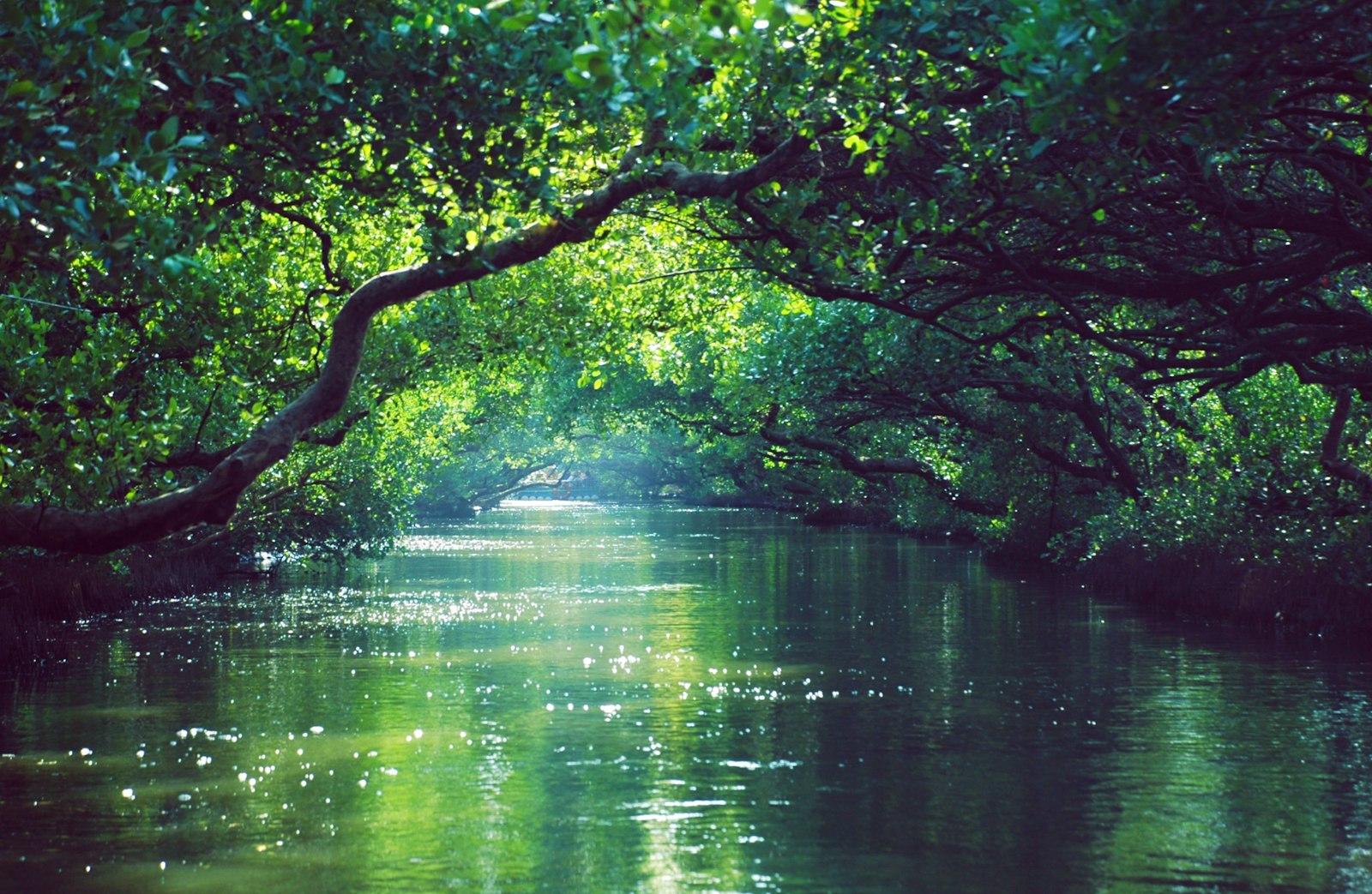 Green Trees Beside Body Of Water During jigsaw puzzle preview
