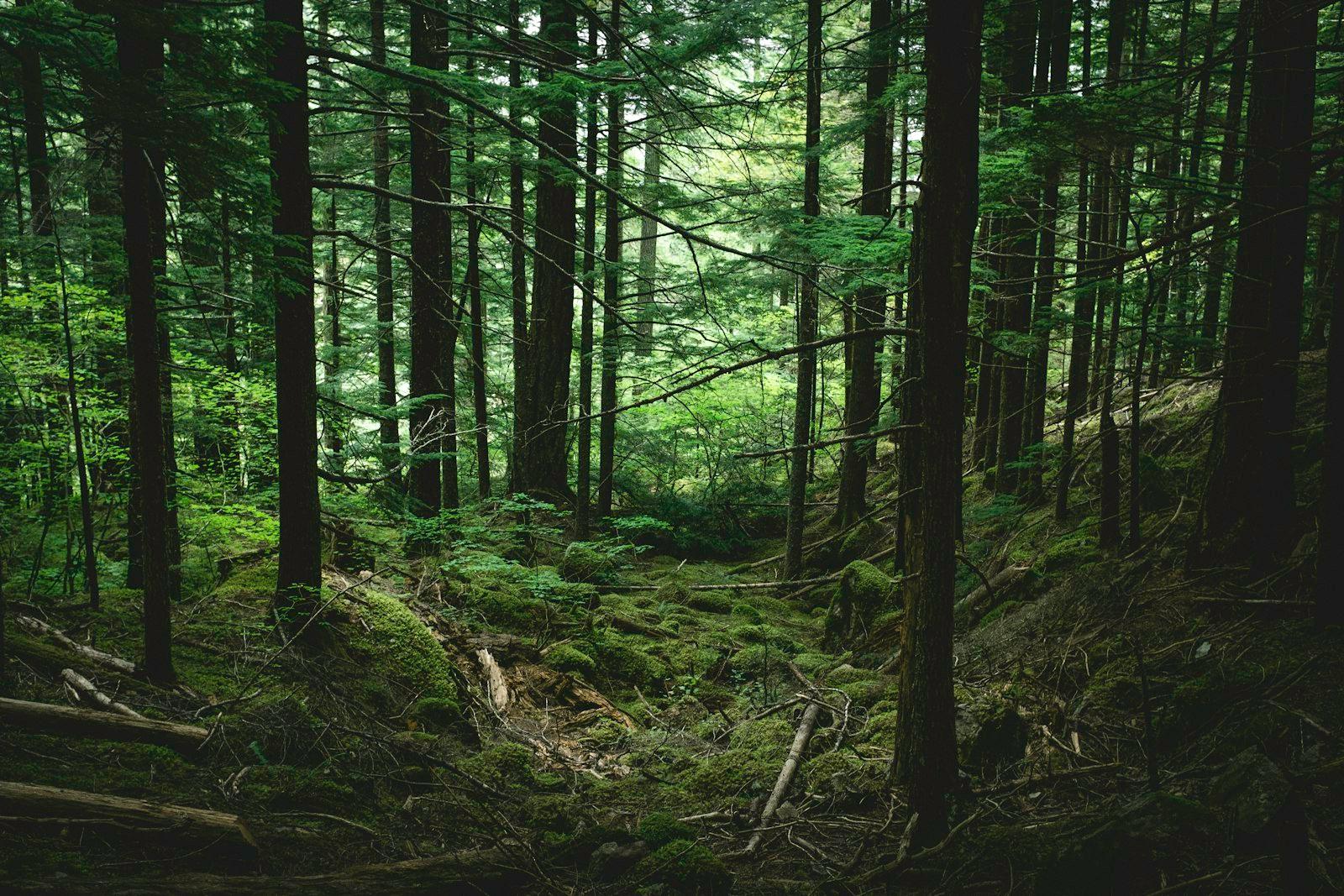 Green Trees jigsaw puzzle preview