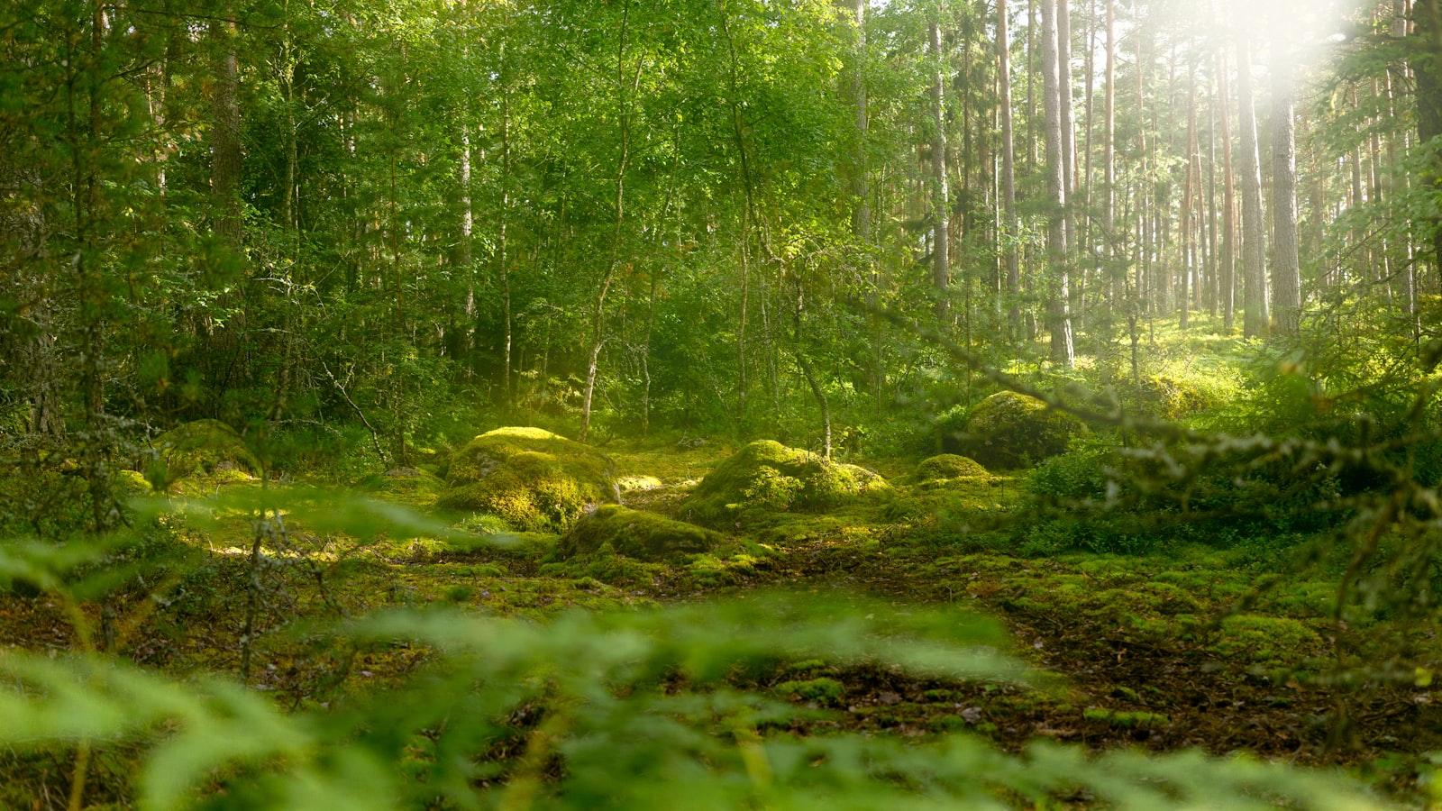 Green Trees On Green Grass Field During Daytime jigsaw puzzle preview