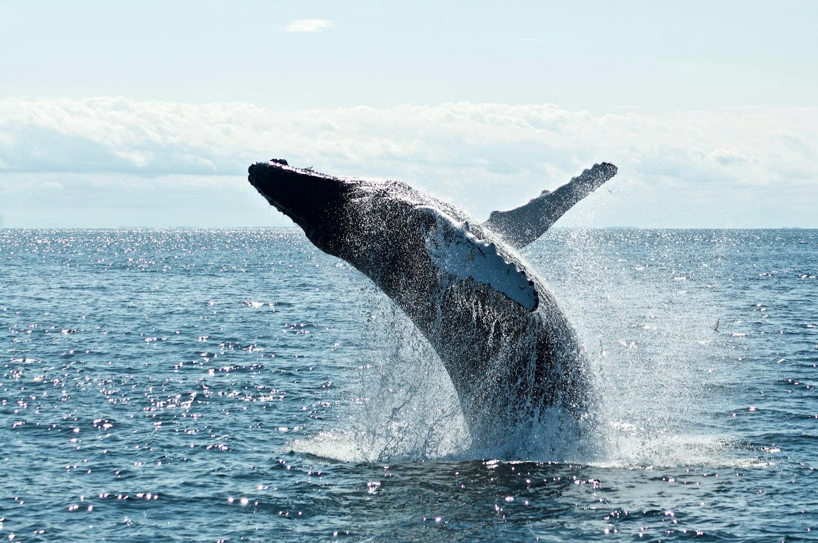 Grey Dolphin On Body Of Water During Daytime jigsaw puzzle preview