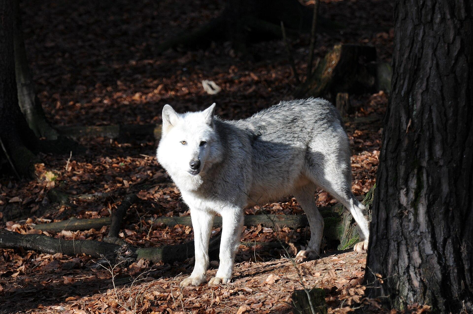 Grey Wolf in the Wild jigsaw puzzle preview