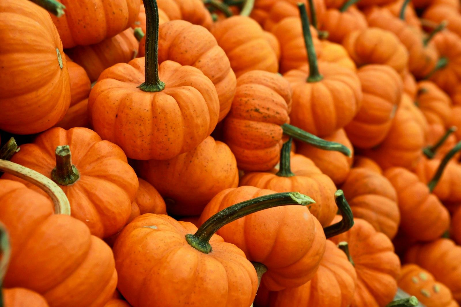 Halloween Pumpkins jigsaw puzzle preview