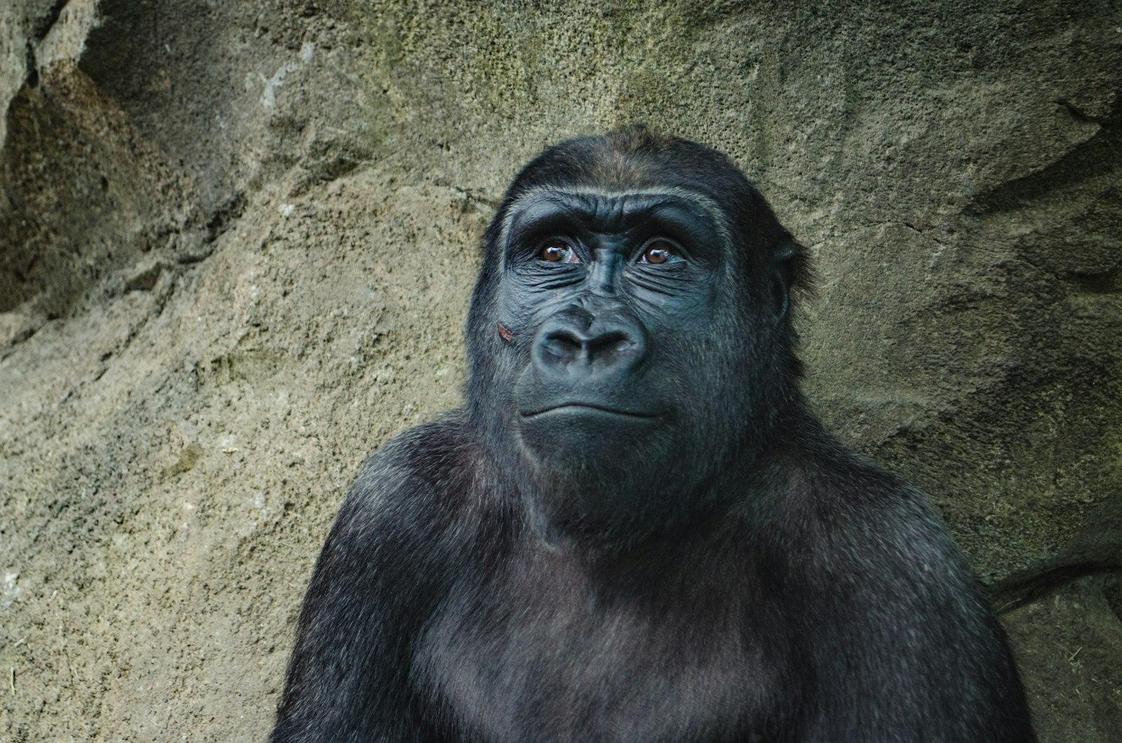 Happy Gorilla jigsaw puzzle preview