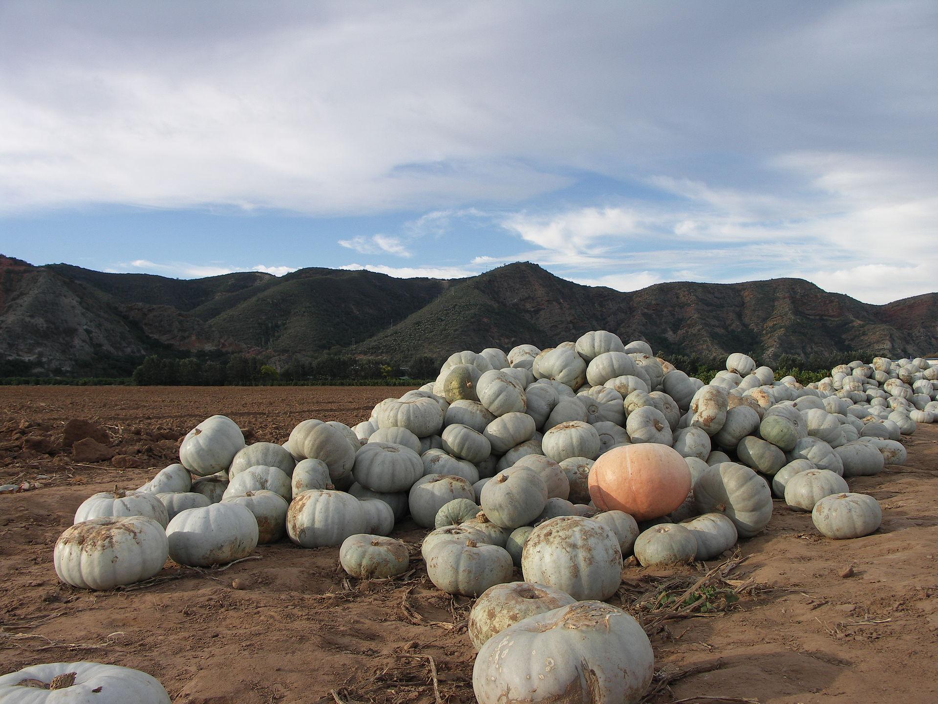 Harvest Pumpkins jigsaw puzzle preview