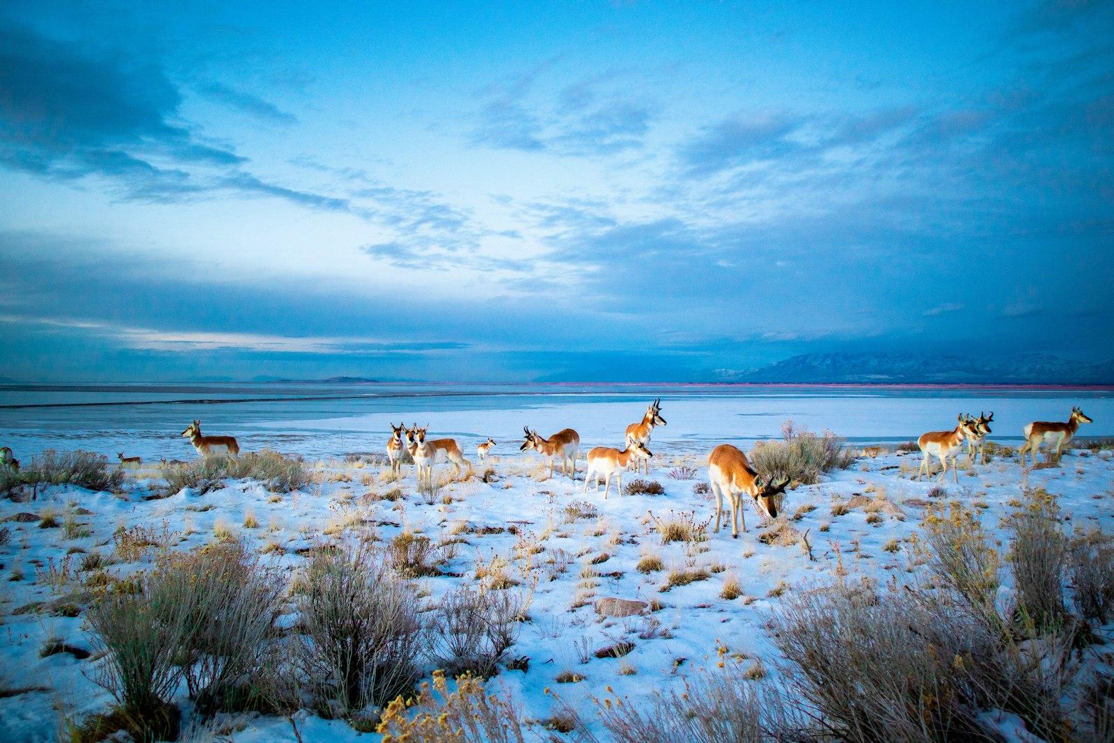 Herd Of Deer On White Sand Near Shore jigsaw puzzle preview