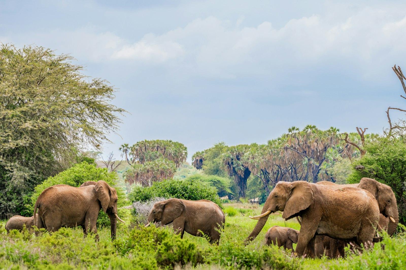 Herd Of Elephants Near Trees jigsaw puzzle preview