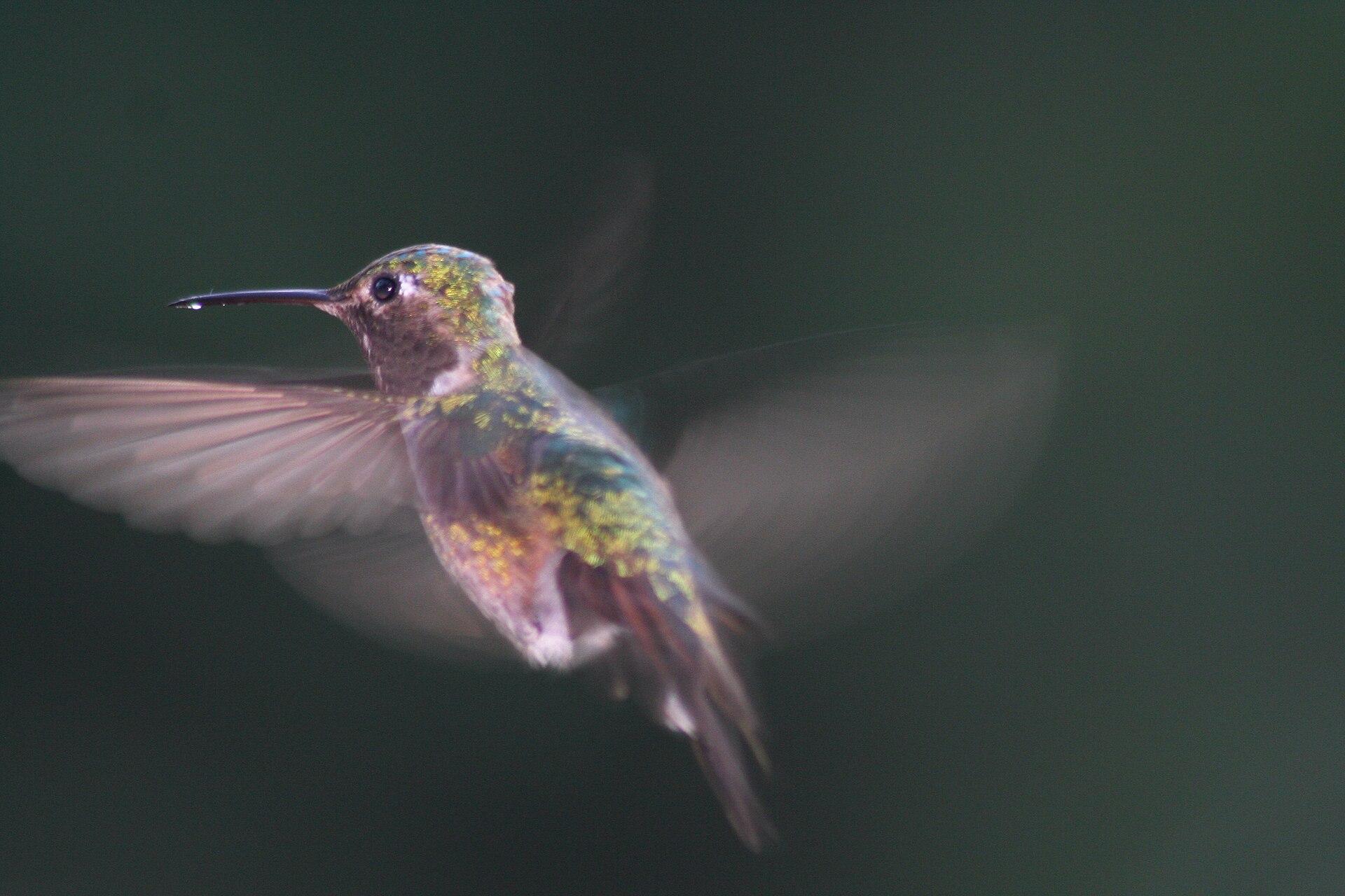 Hummingbird in Flight jigsaw puzzle preview