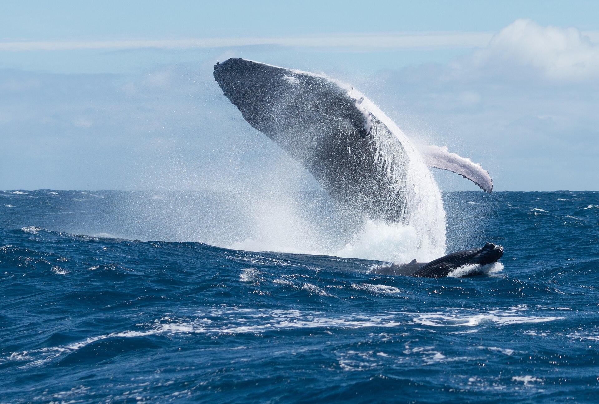 Humpback Whale jigsaw puzzle preview