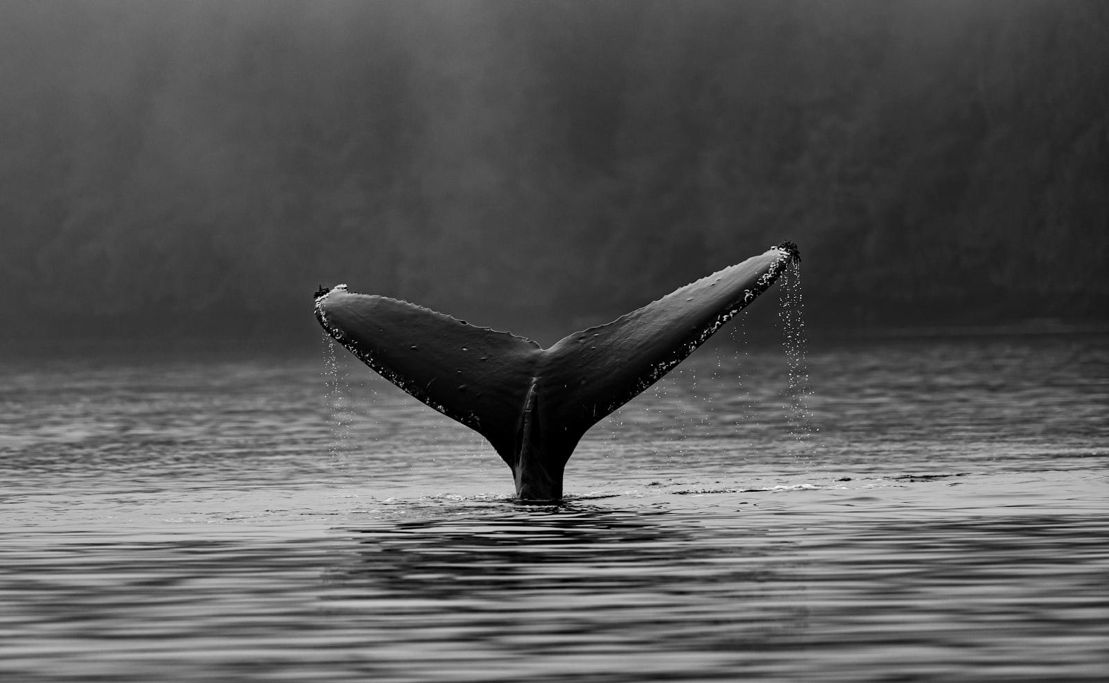 Humpback Whale Fluke jigsaw puzzle preview