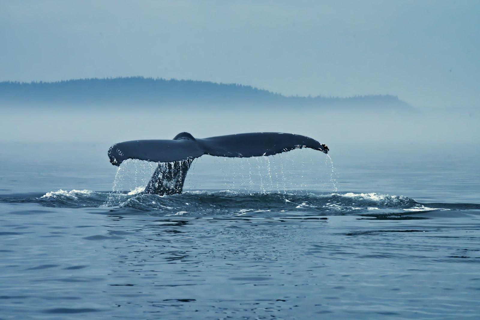 Humpback Whale Showing Its Fluke Shortly Before Di jigsaw puzzle preview