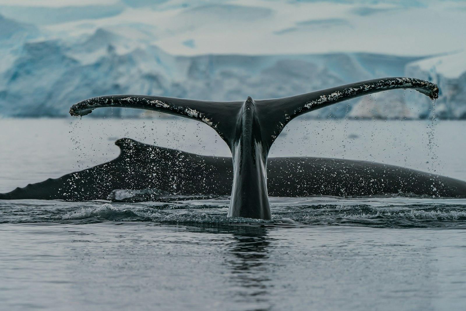 Humpback Whales Feeding In A Bay In Antarctica jigsaw puzzle preview
