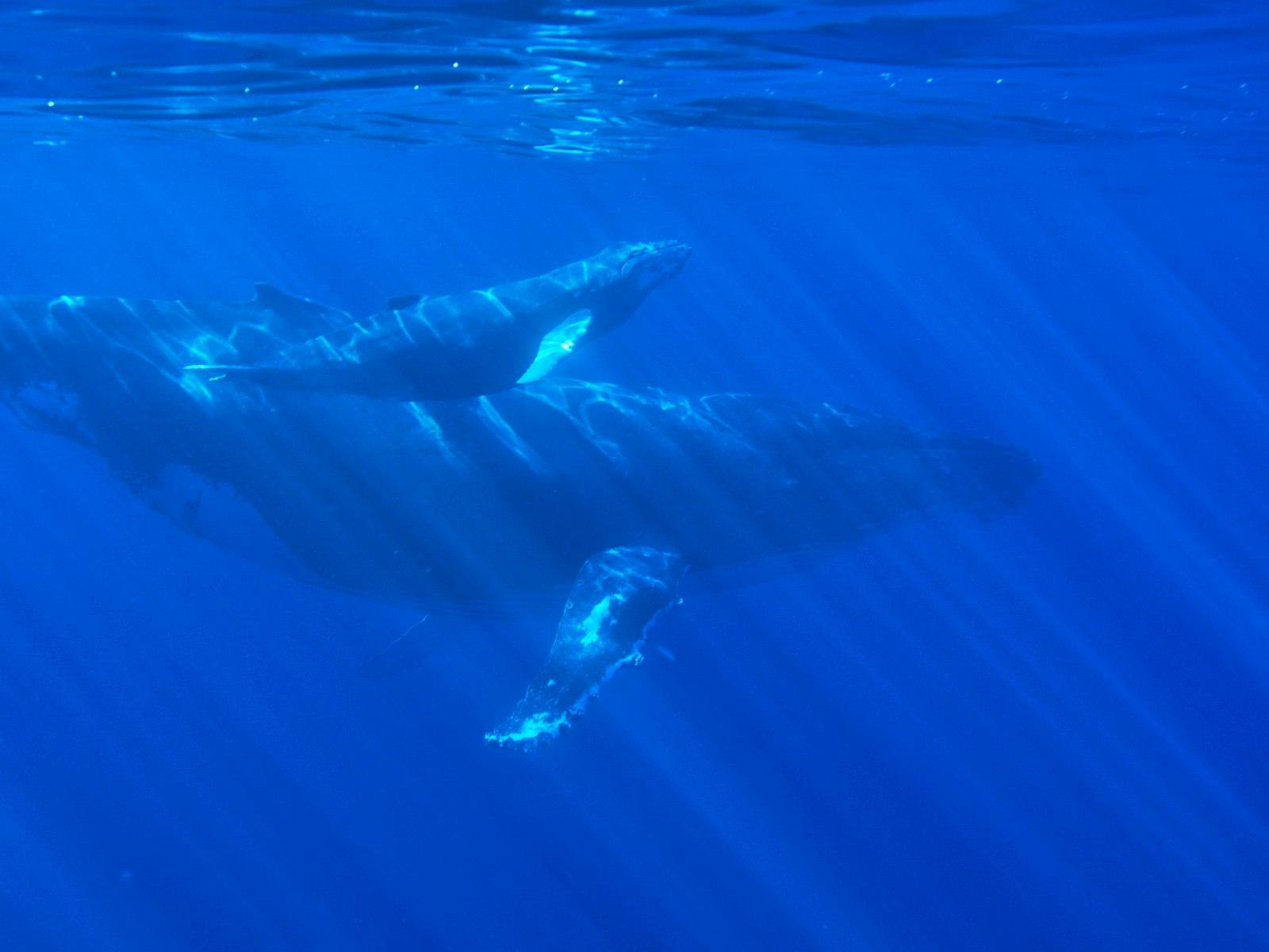 Humpback Whales, Mother And Calf jigsaw puzzle preview
