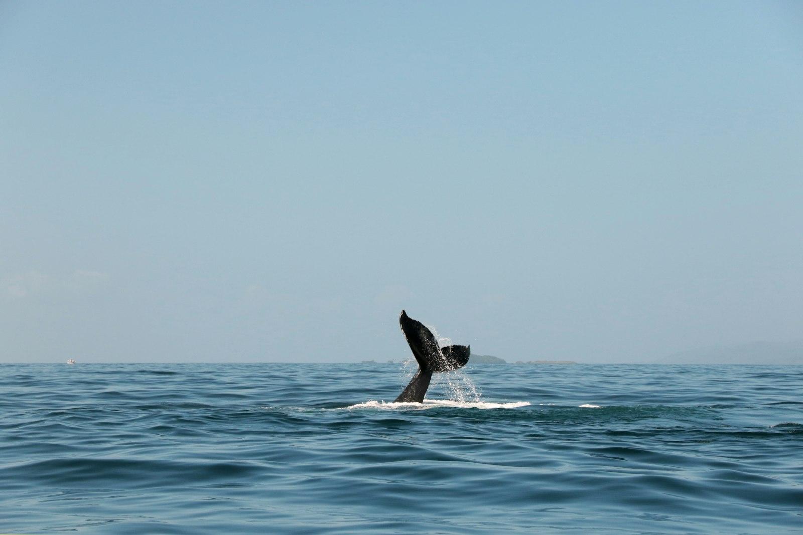 Humpback Whales Swimming In The Bay Of Samara, Dom jigsaw puzzle preview