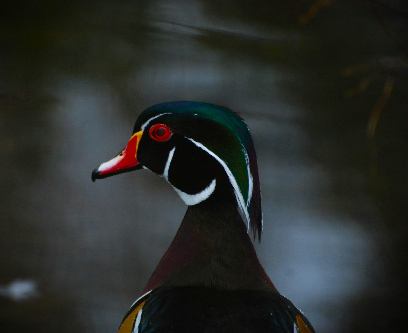 If You Use My Photos Please Consider "Buying jigsaw puzzle preview