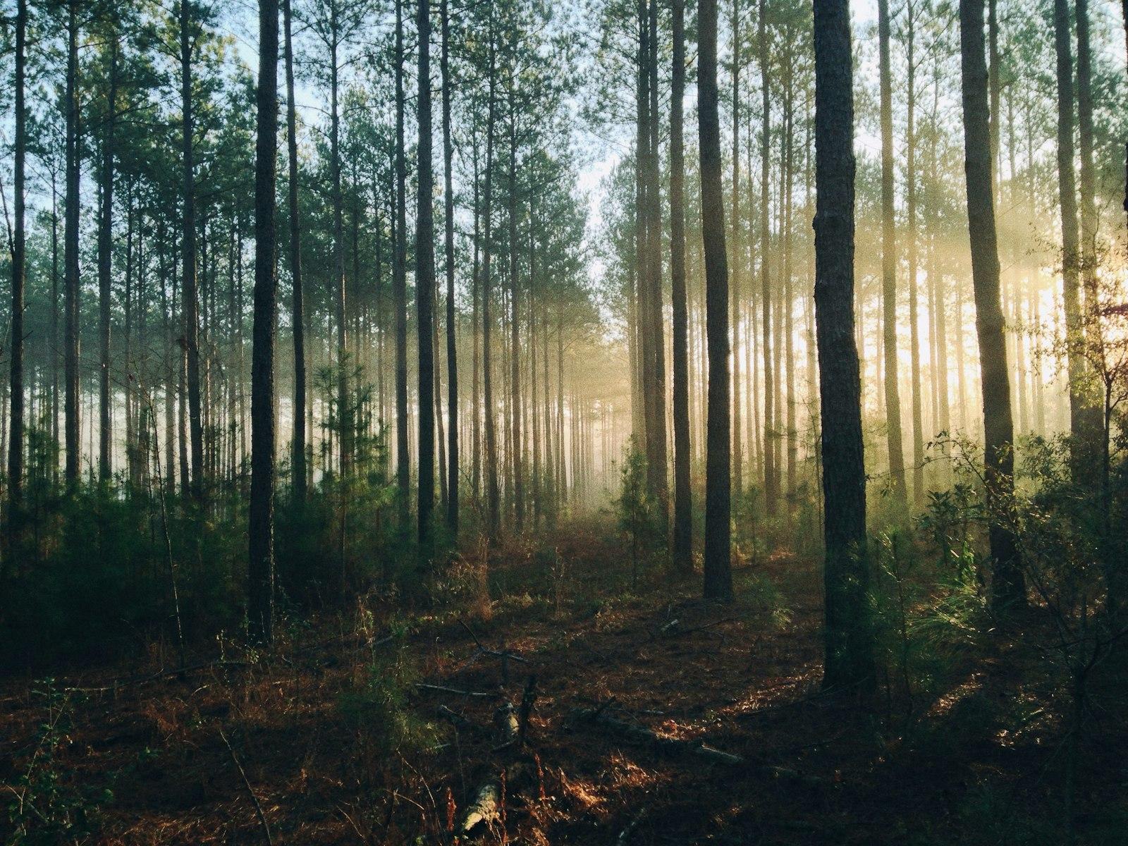 Illuminated Woods jigsaw puzzle preview