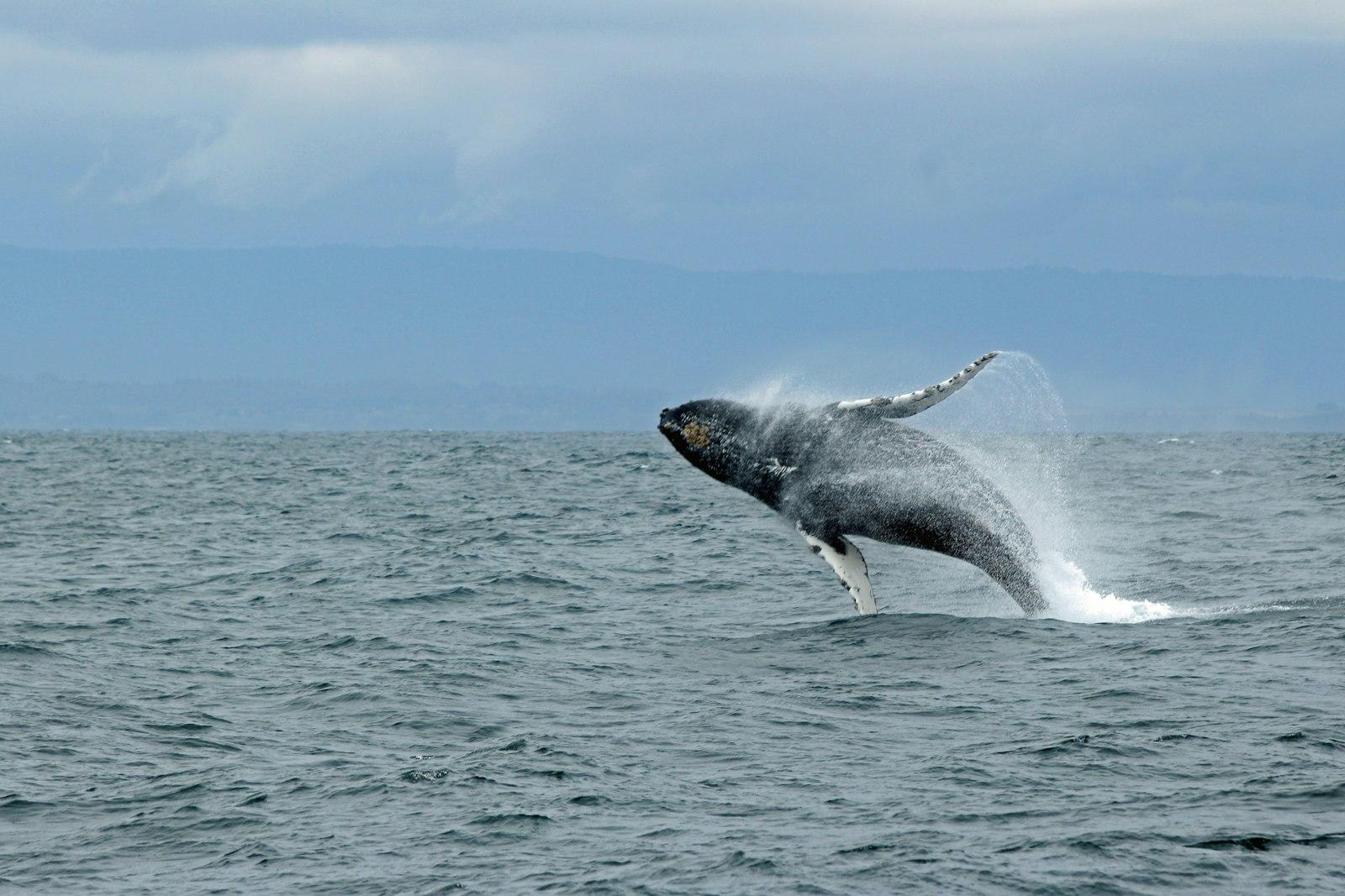 In Spring Of 2018 We Went To Monterey On A Whalewa jigsaw puzzle preview