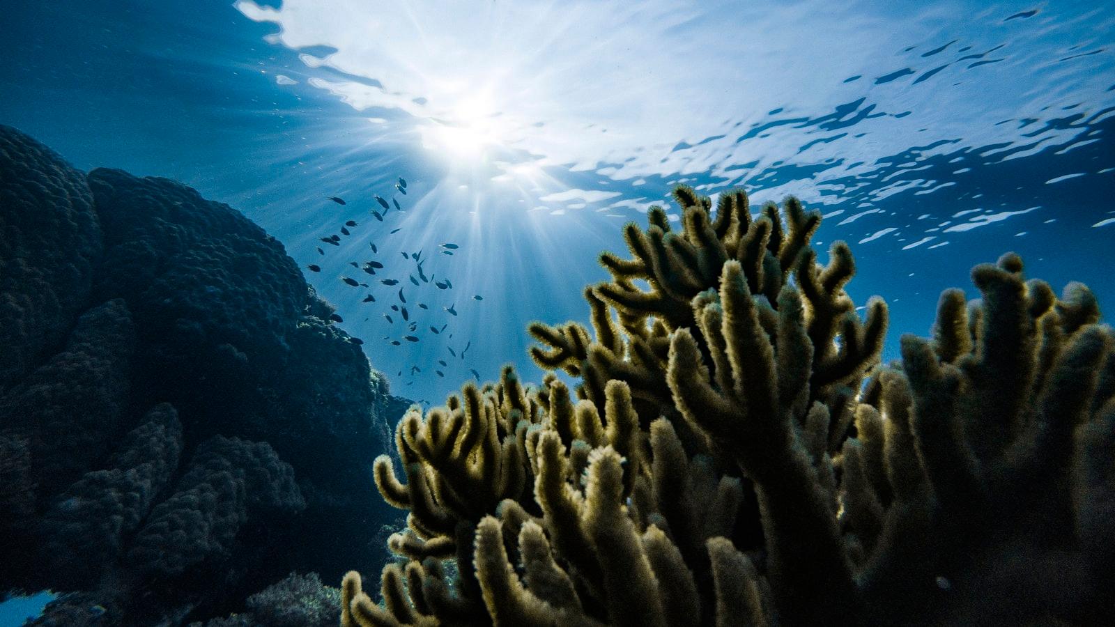 It Has Always Been A Dream To Travel To Micronesia jigsaw puzzle preview