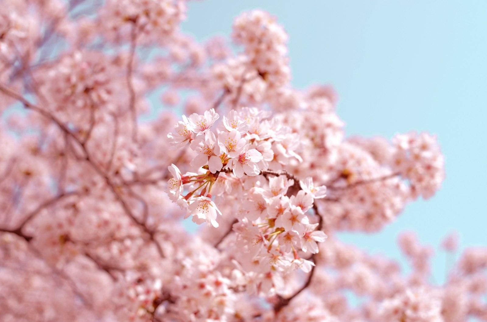 Japanese Cherry Blossom Sakura jigsaw puzzle preview