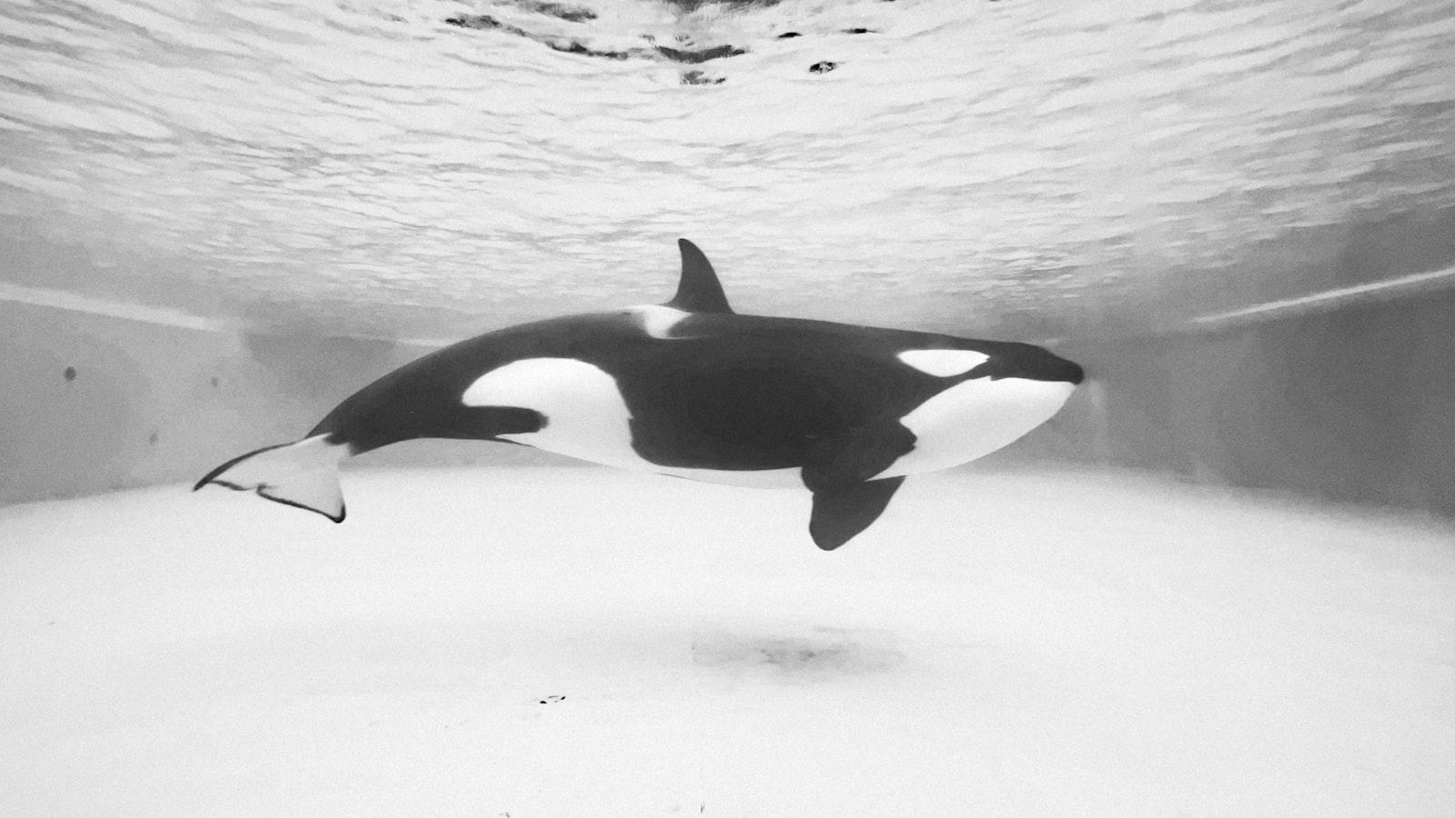 Killer Whale In Shanghai jigsaw puzzle preview