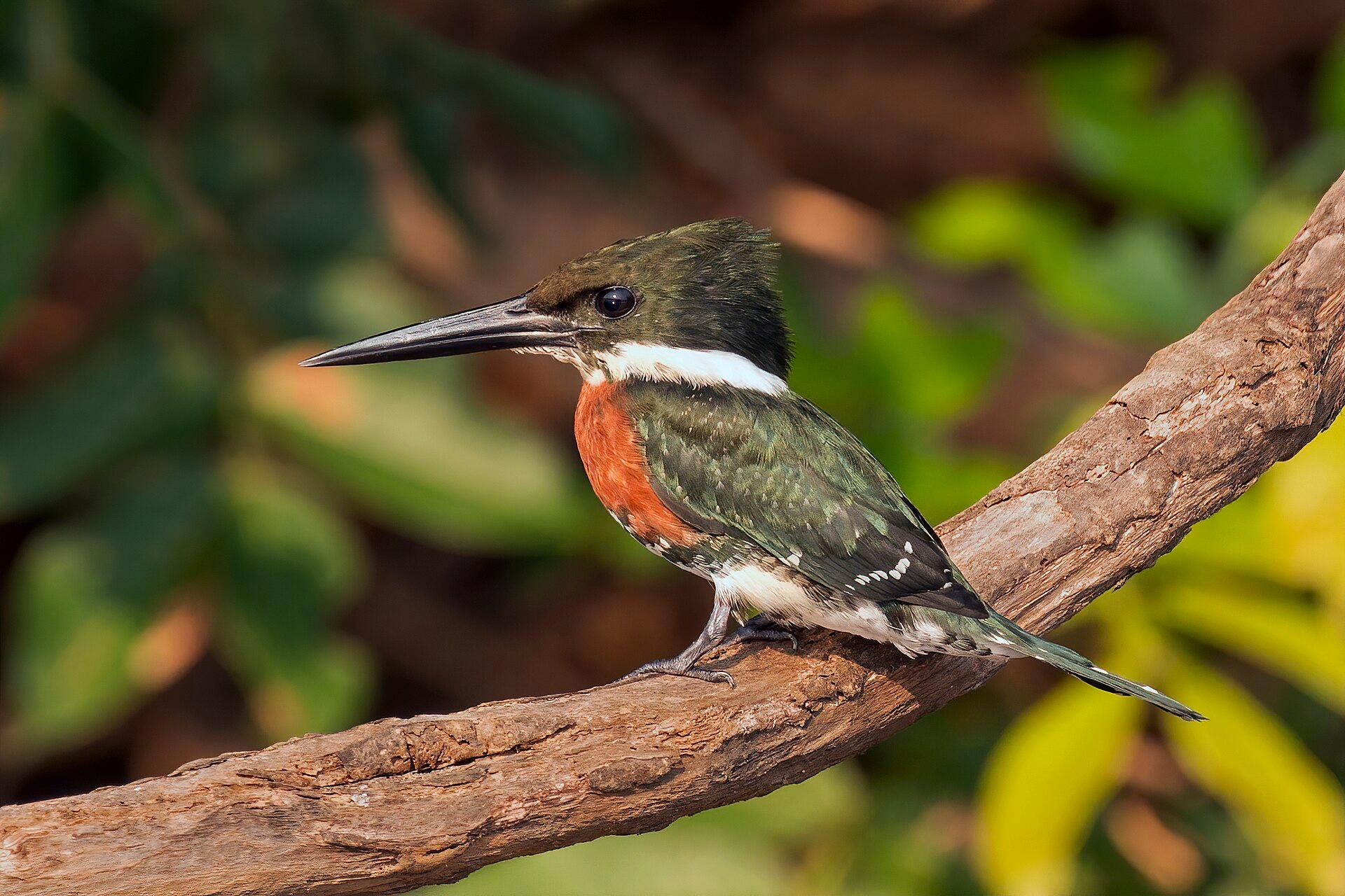Kingfisher on a Branch jigsaw puzzle preview