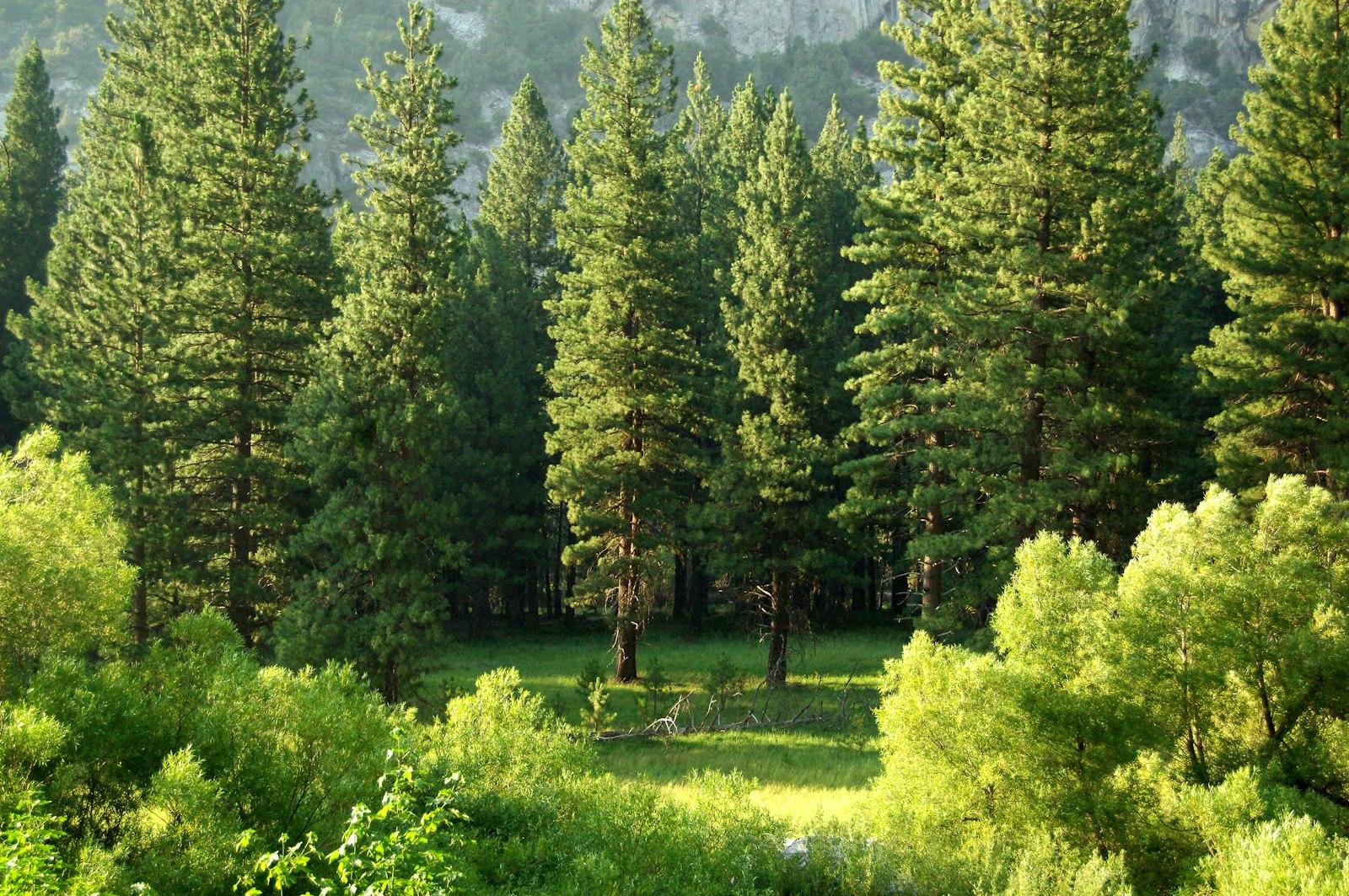 Kings Canyon National Park jigsaw puzzle preview
