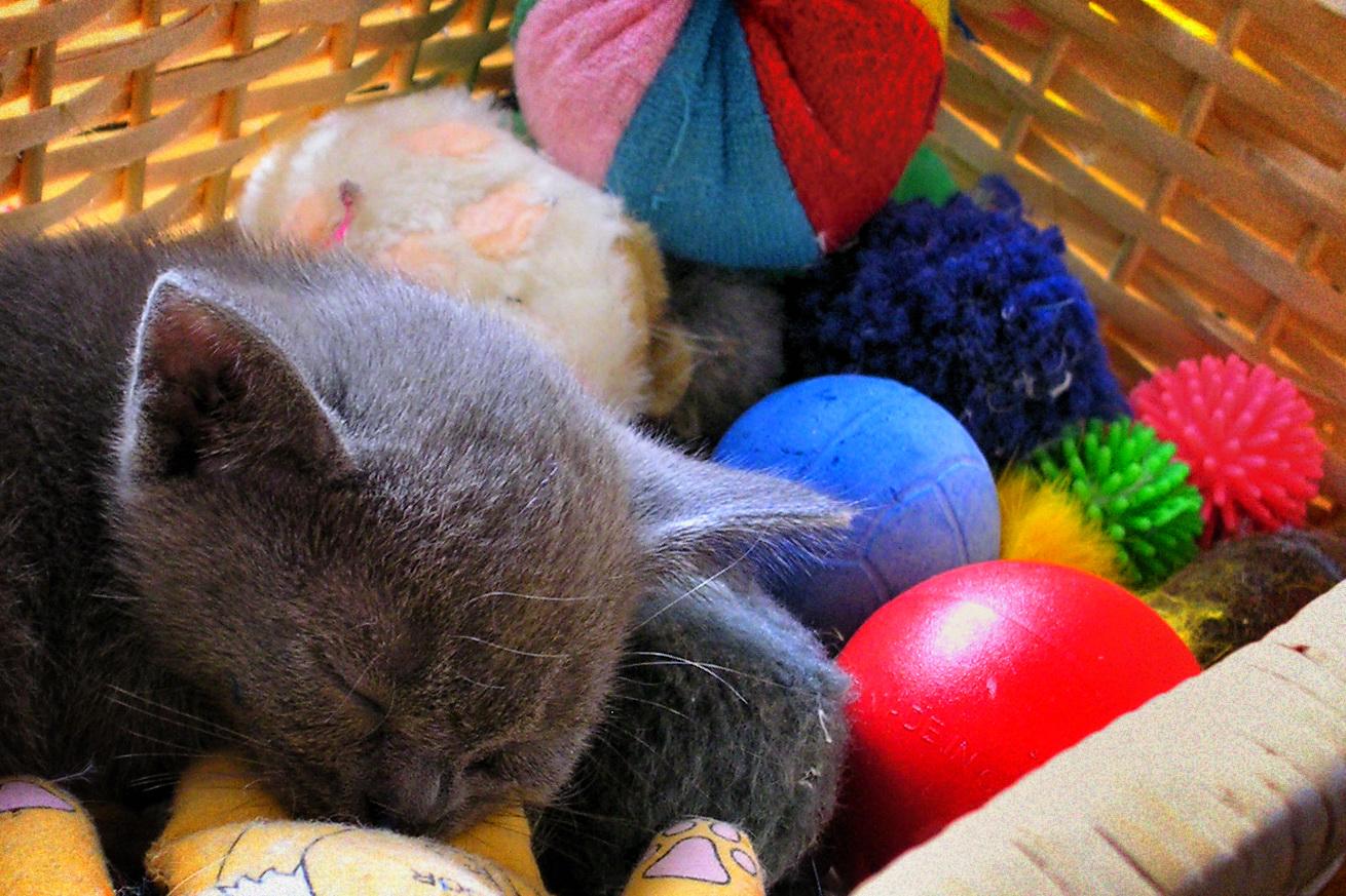 Kitten in a Basket jigsaw puzzle preview