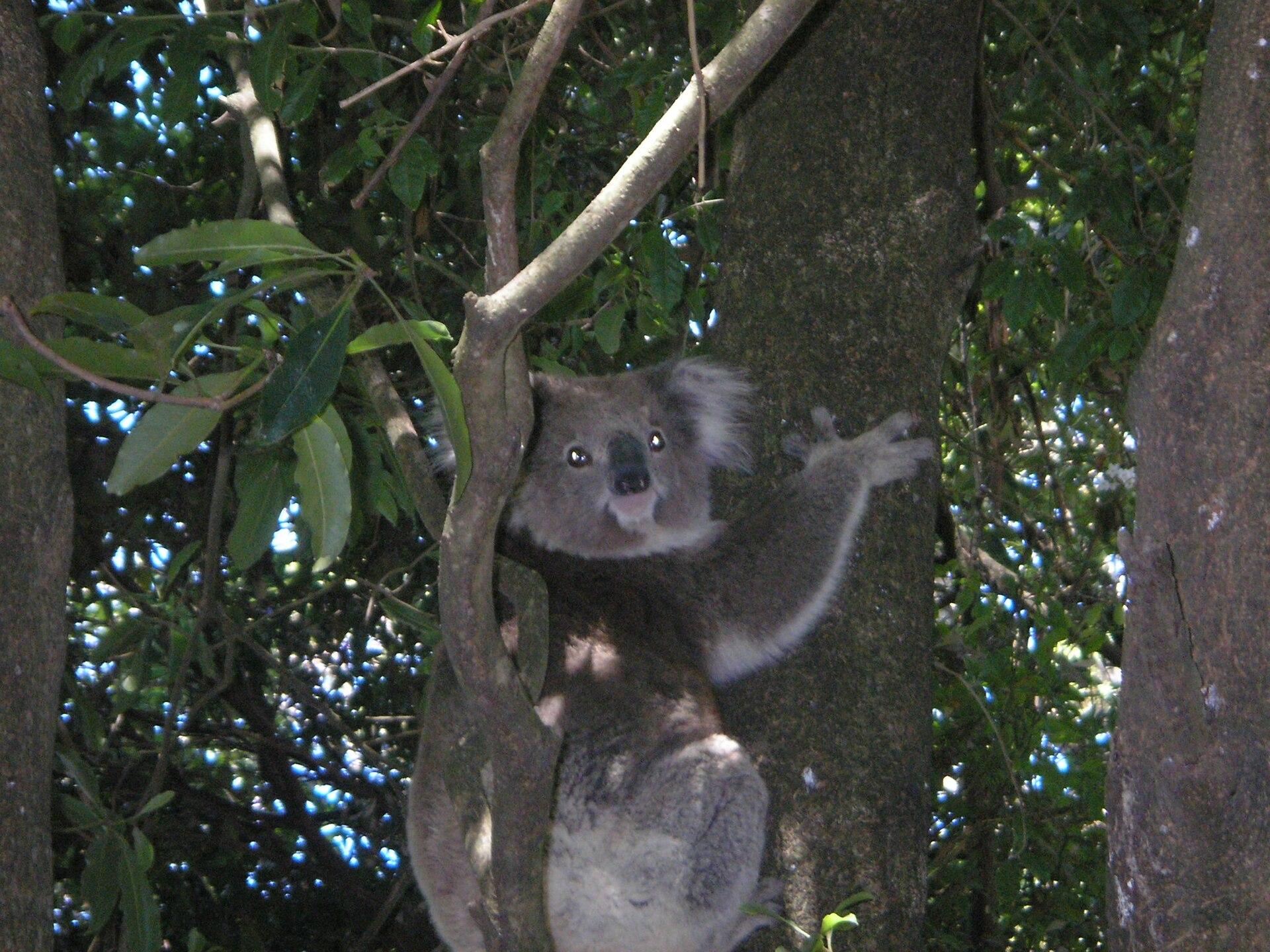 Koala in a Tree jigsaw puzzle preview