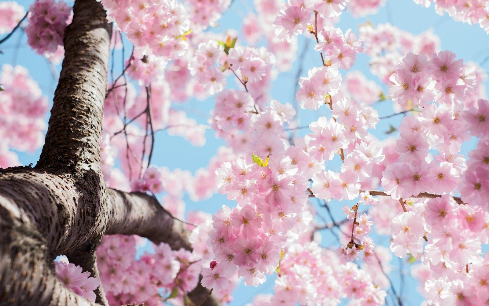 KungsträDgåRden Cherry Blossom Love The Work? Buy  jigsaw puzzle preview
