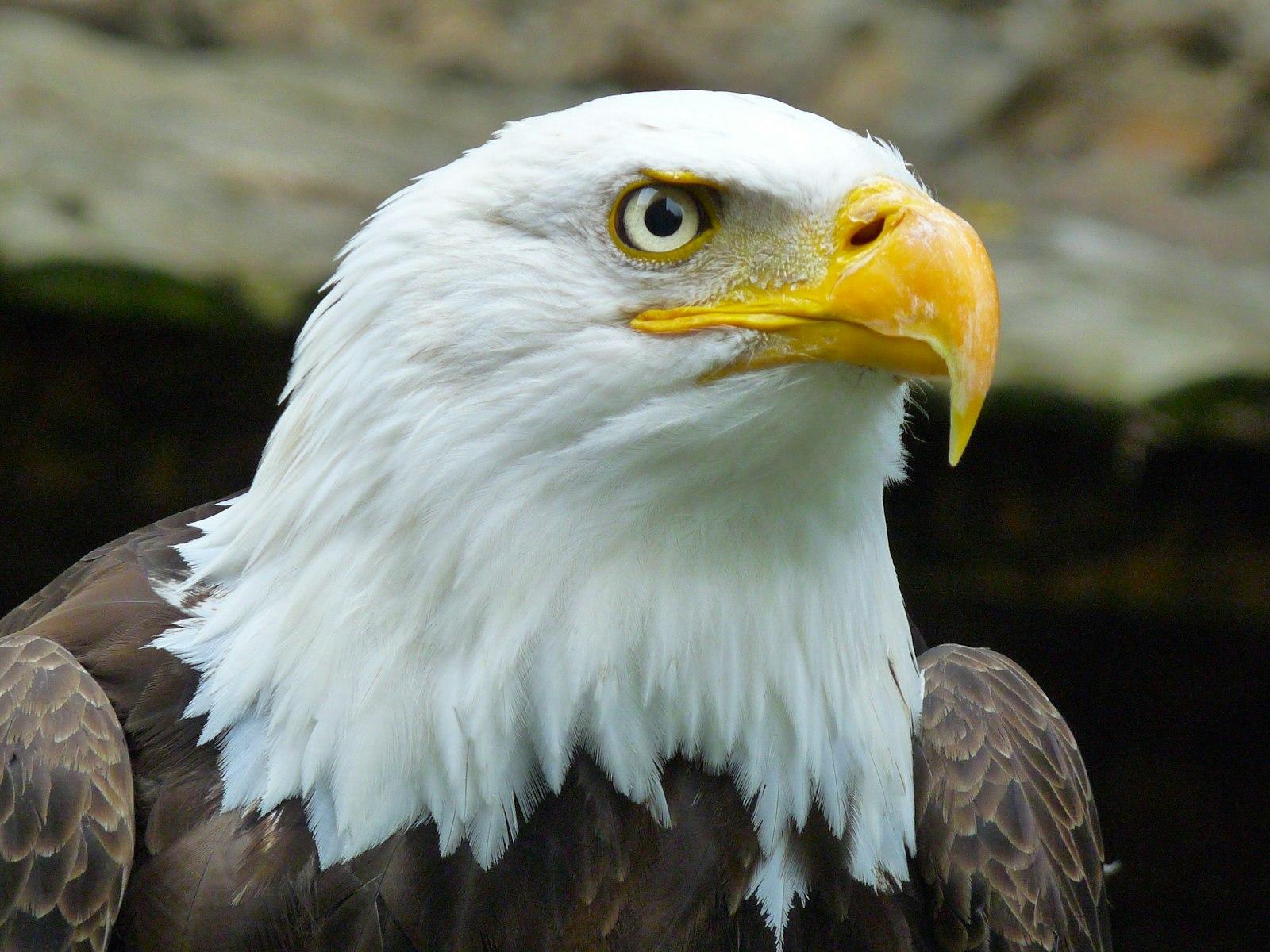 L’Oeil De L’Aigle jigsaw puzzle preview