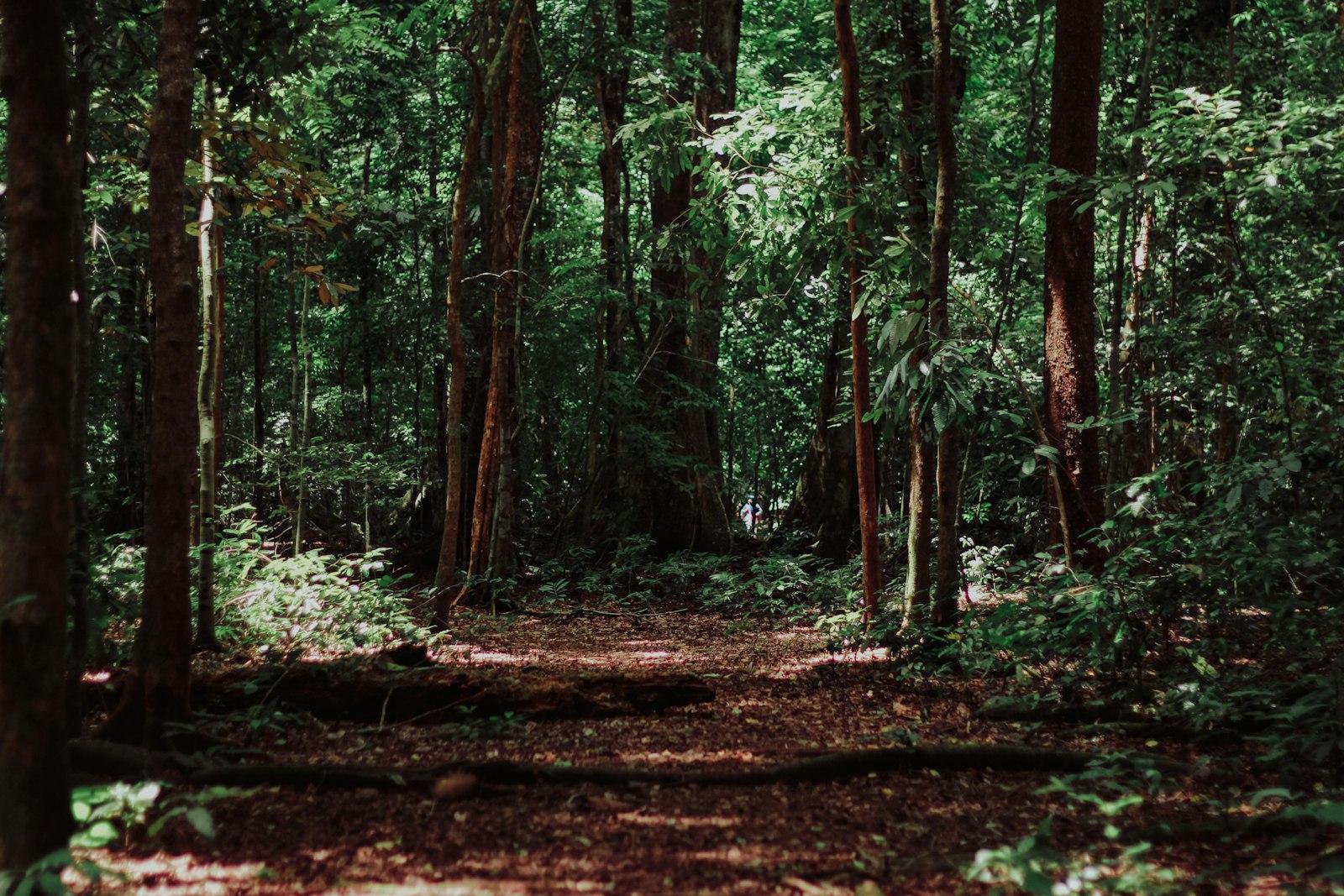 Landscape Photography Of Woods jigsaw puzzle preview