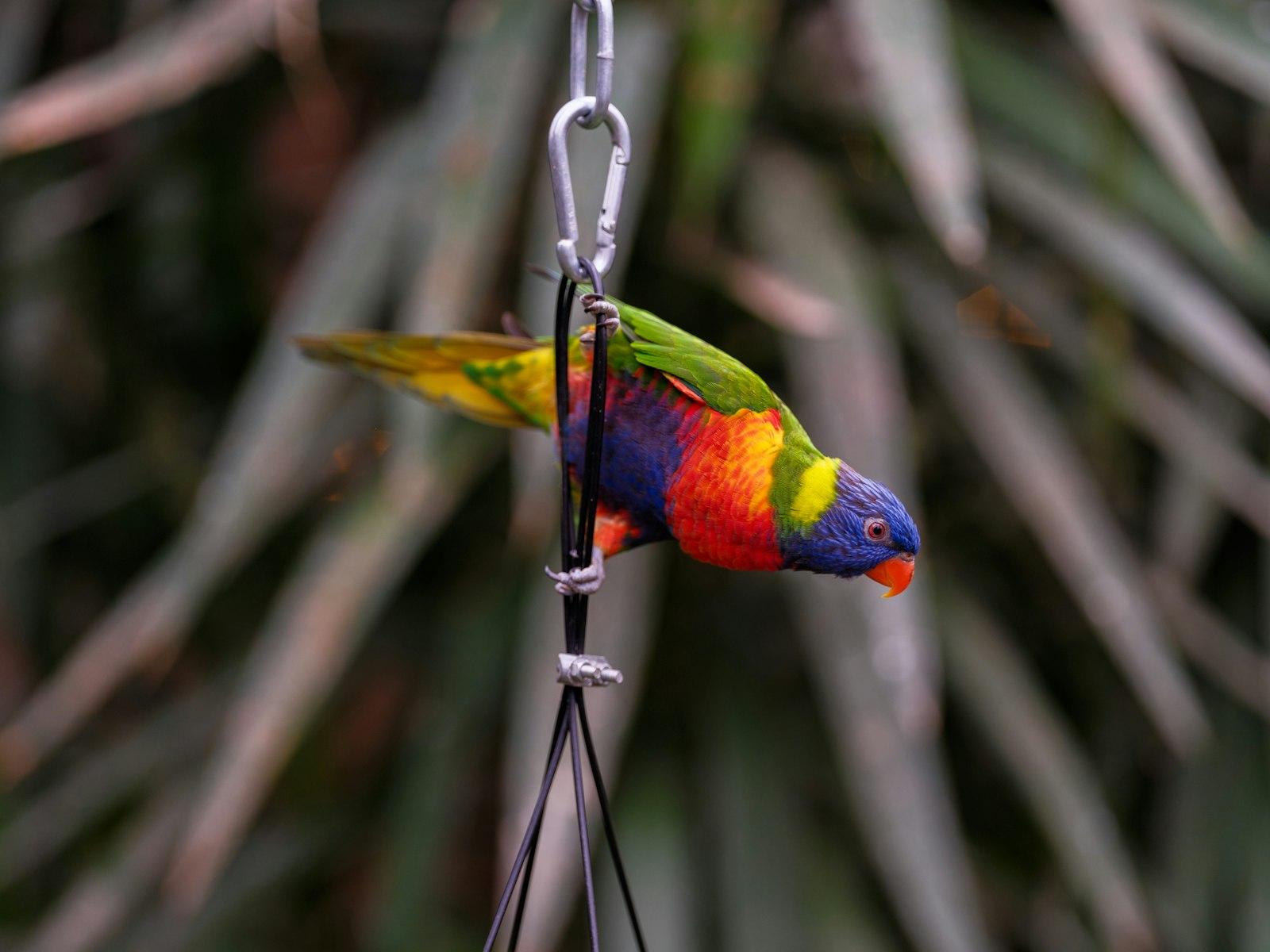 Larry.. Ehh.. Lorry Bird jigsaw puzzle preview